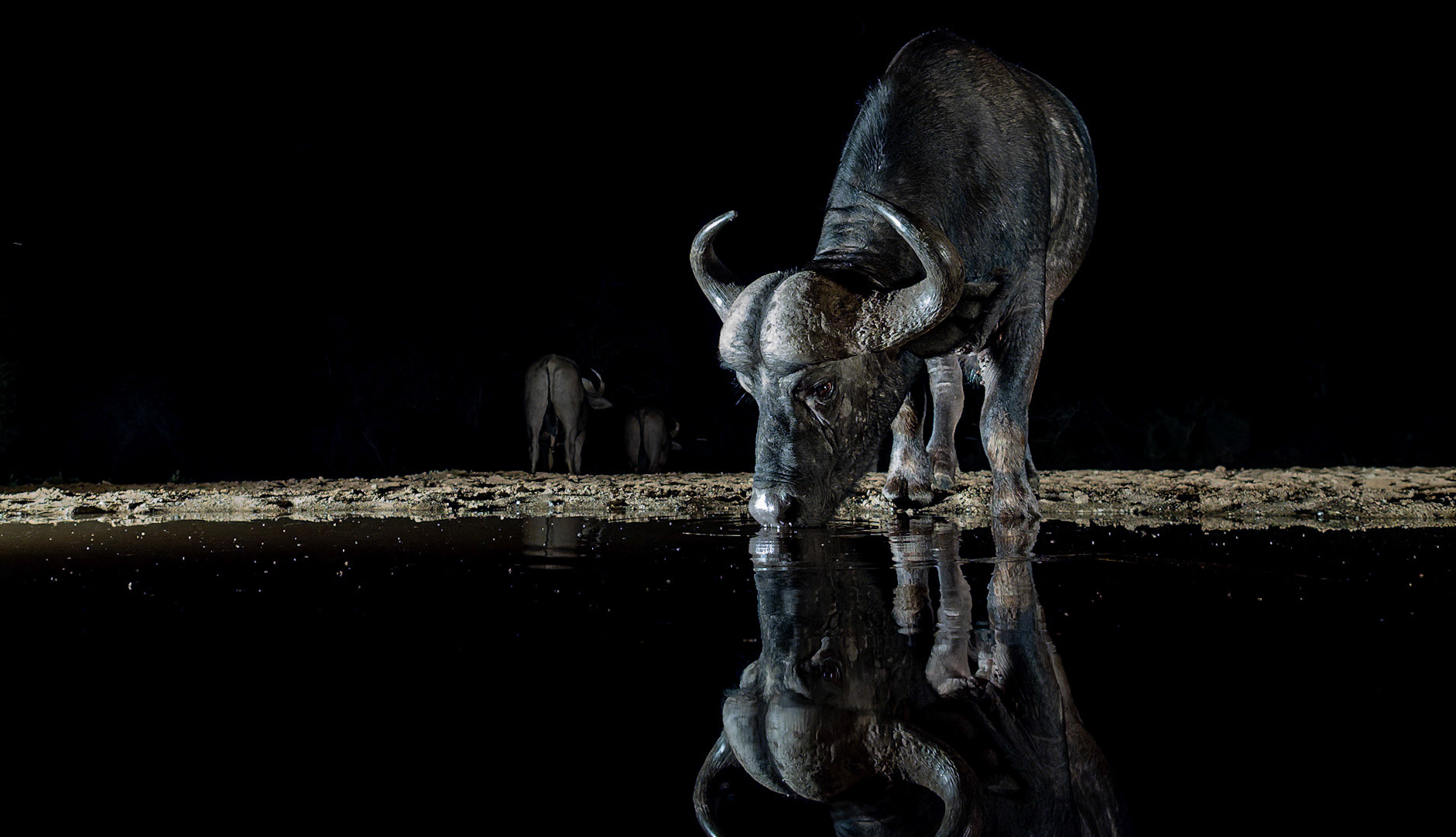 Cape buffalo