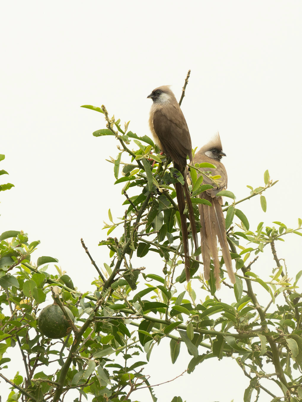 Speckled Mousebirds