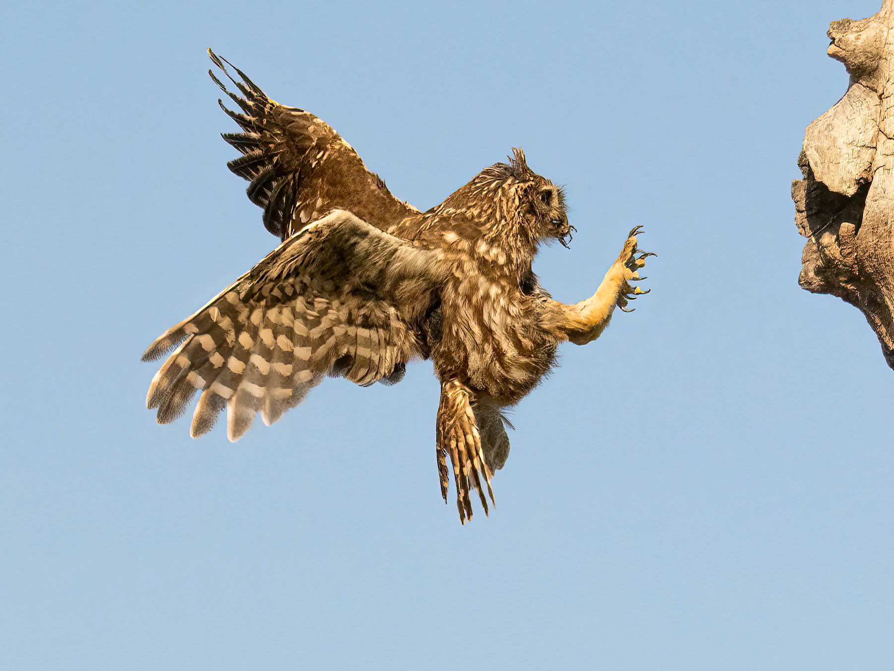 Little Owl with prey approaching nest hole