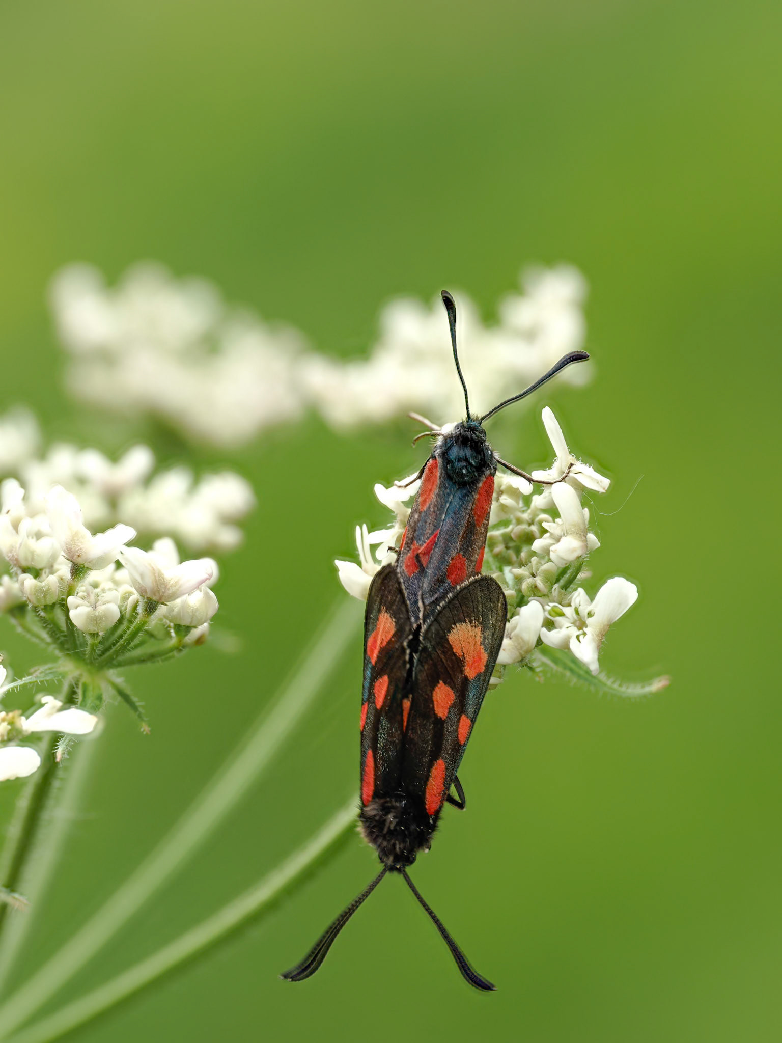 Six Spot Burnet Moths mating