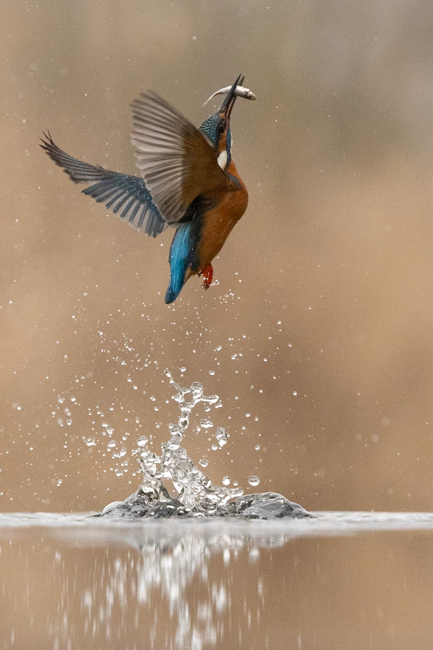Kingfisher