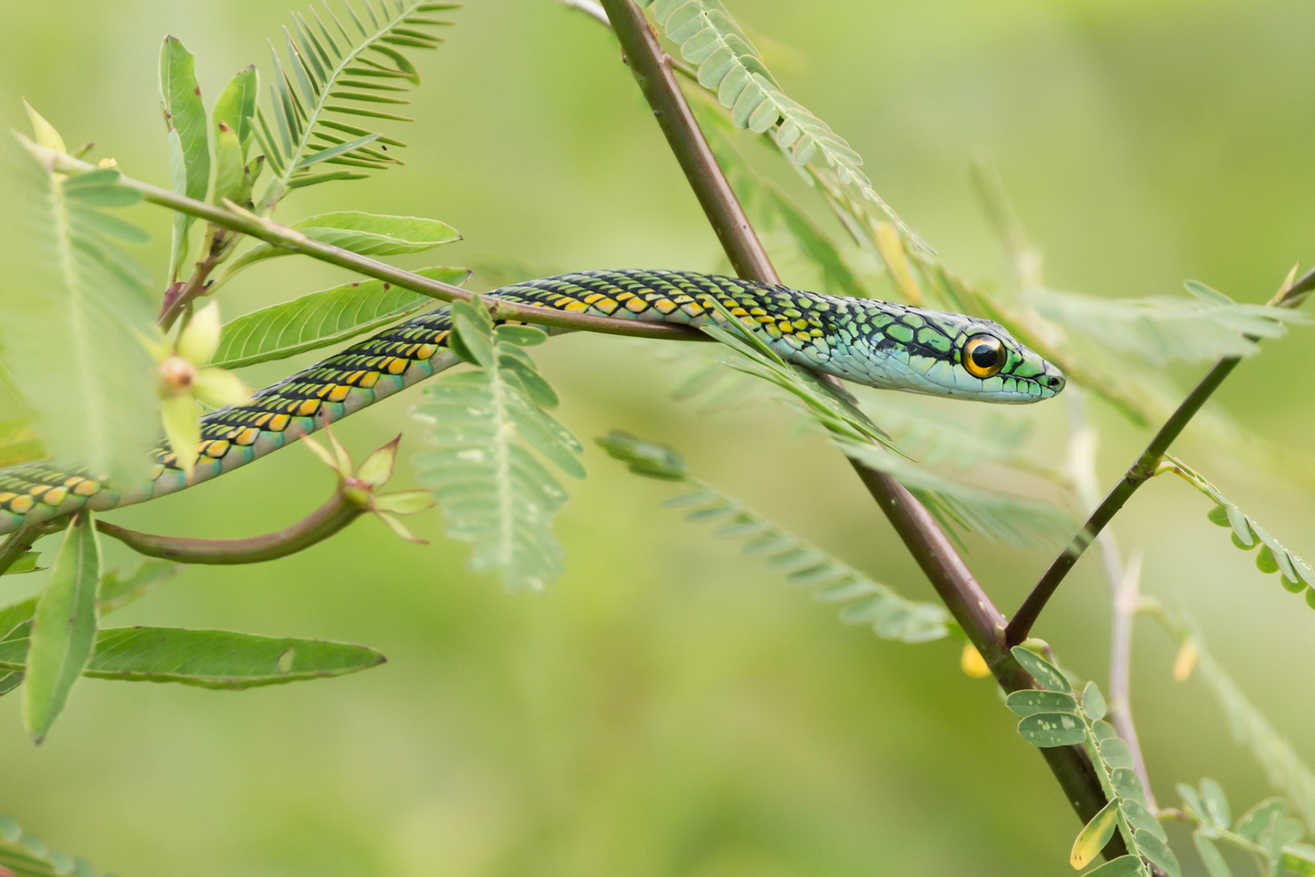 Black Lined Parrot Snake