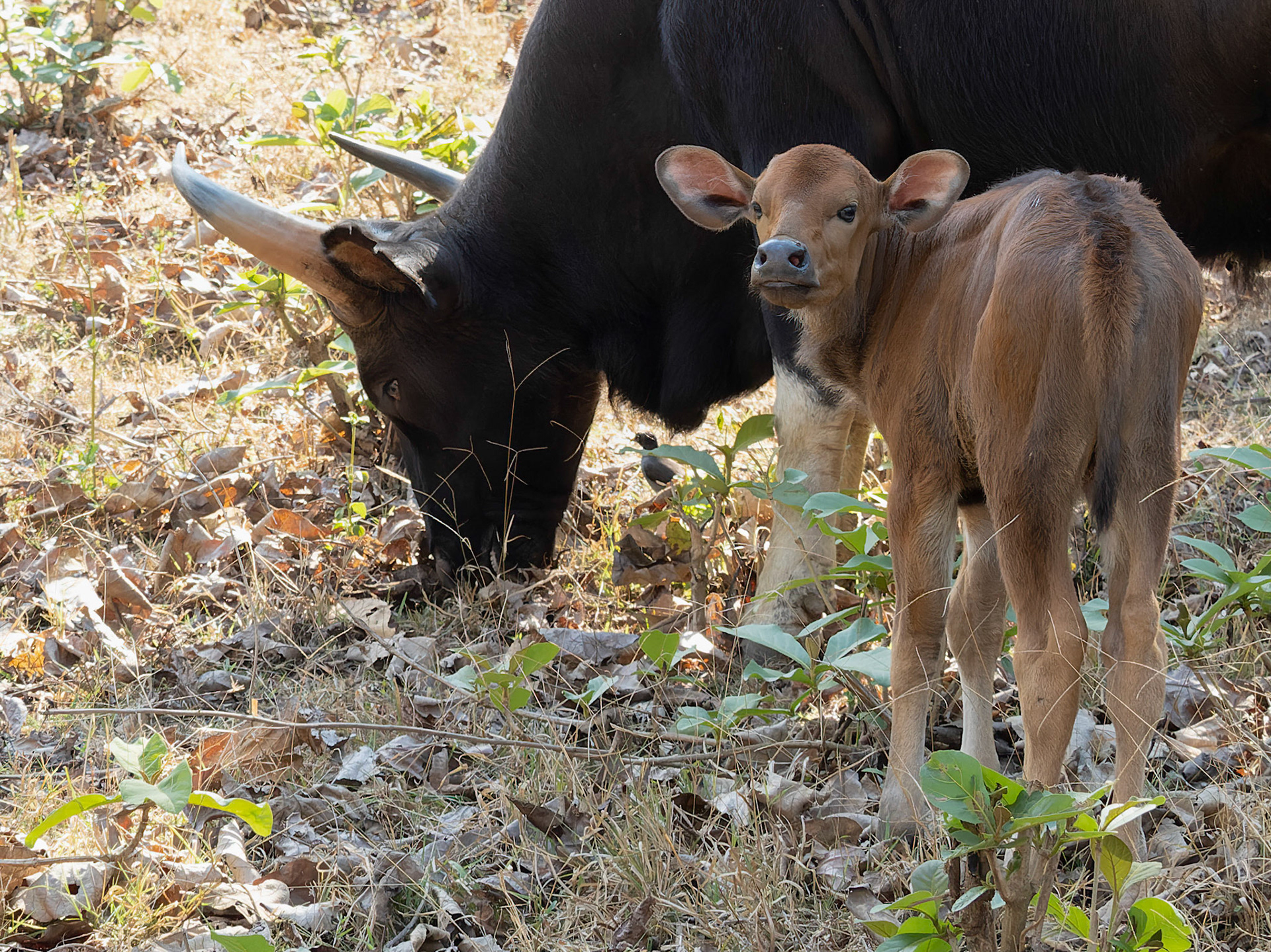Young Gaur beside parent