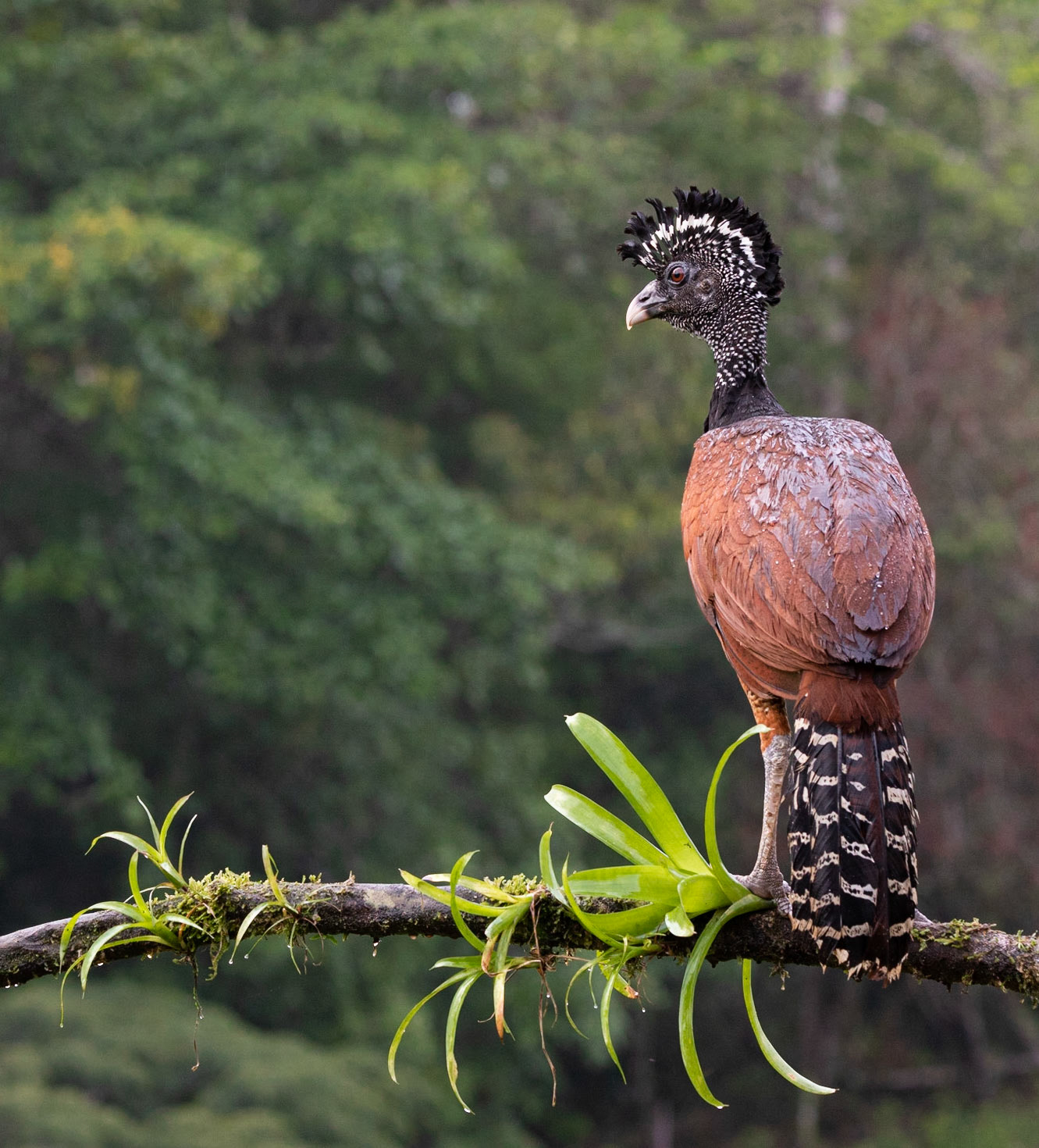 Female Great Curassow ((Crax rubra)