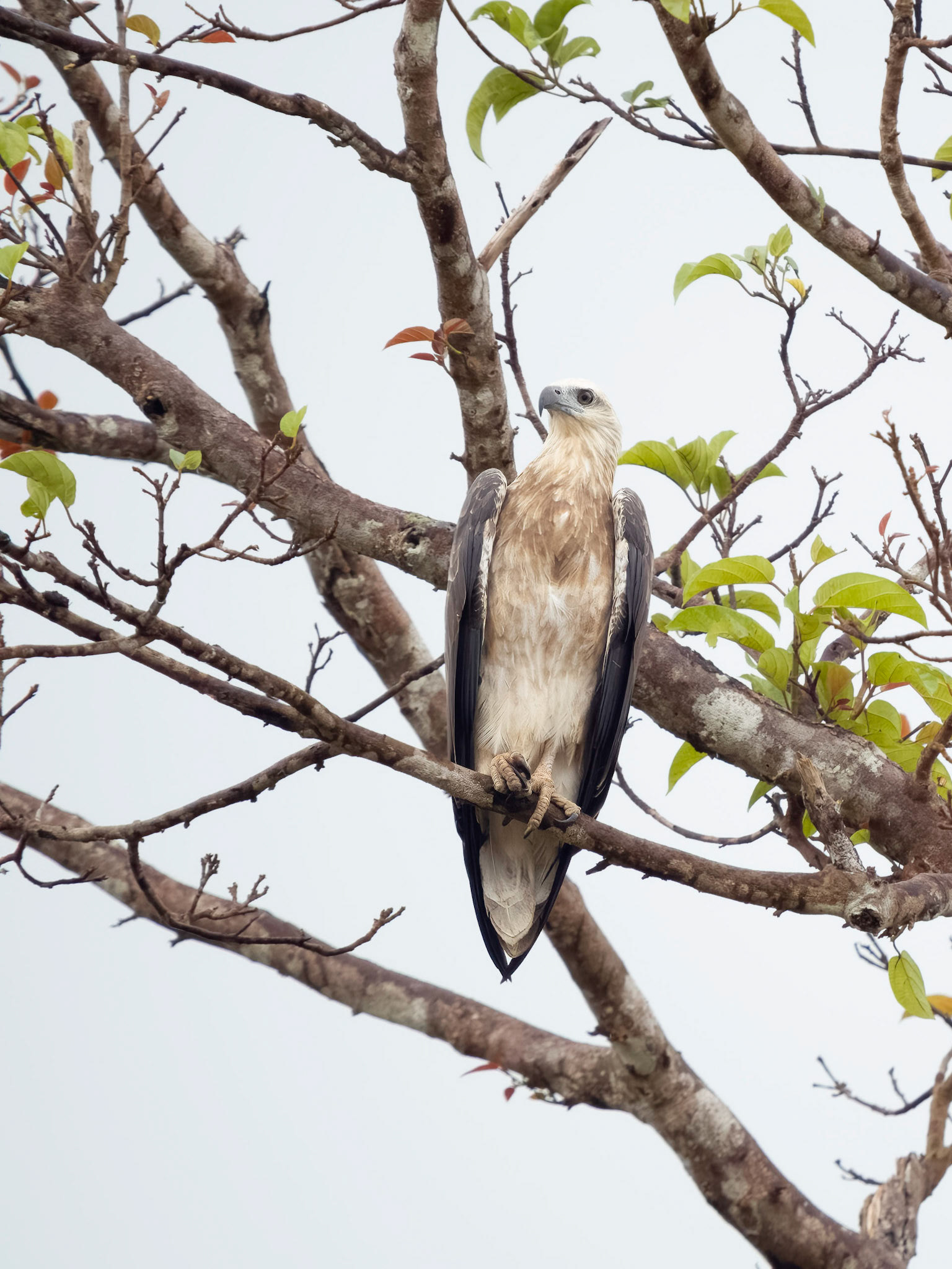 White Bellied Sea Eagle