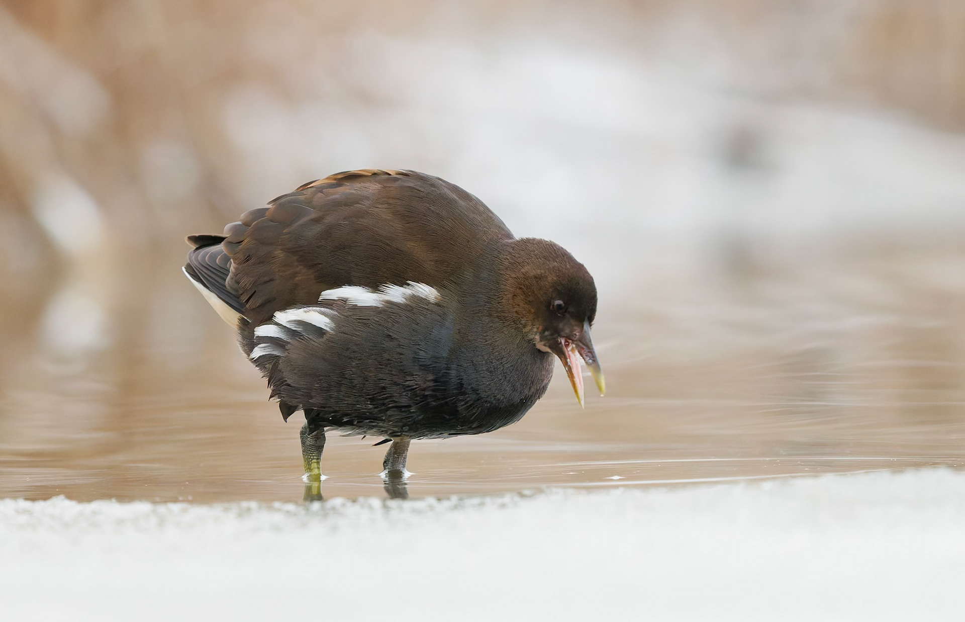 Moorhen