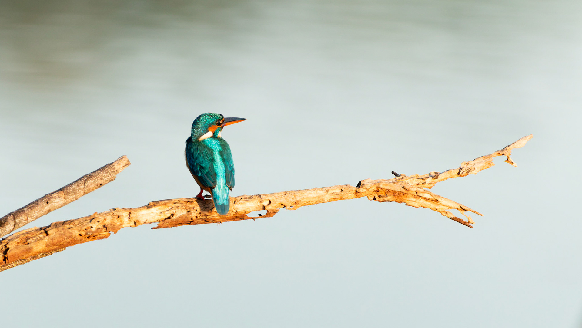 Common Kingfisher