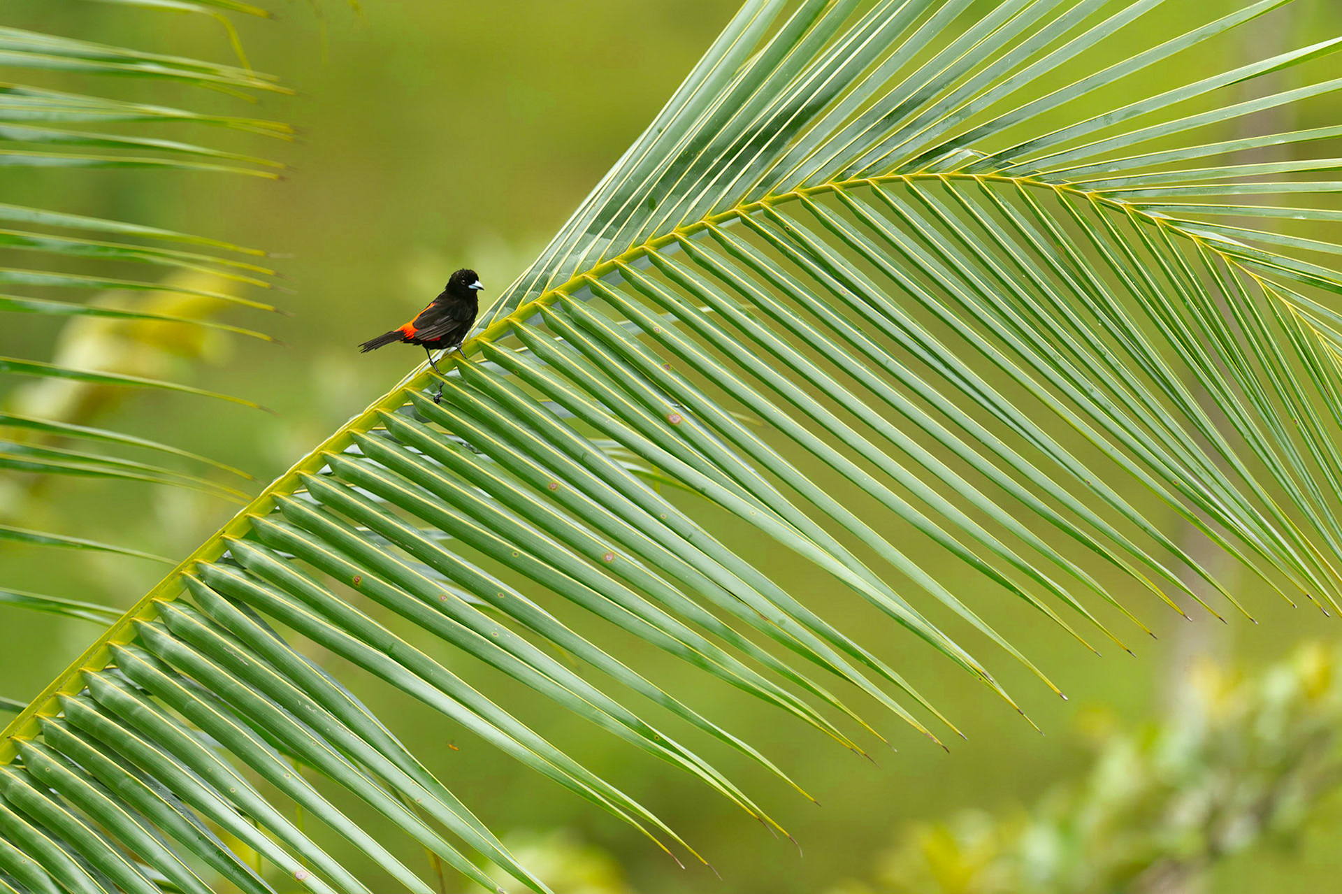 Passerini's Tanager (Ramphocelus passerinii)