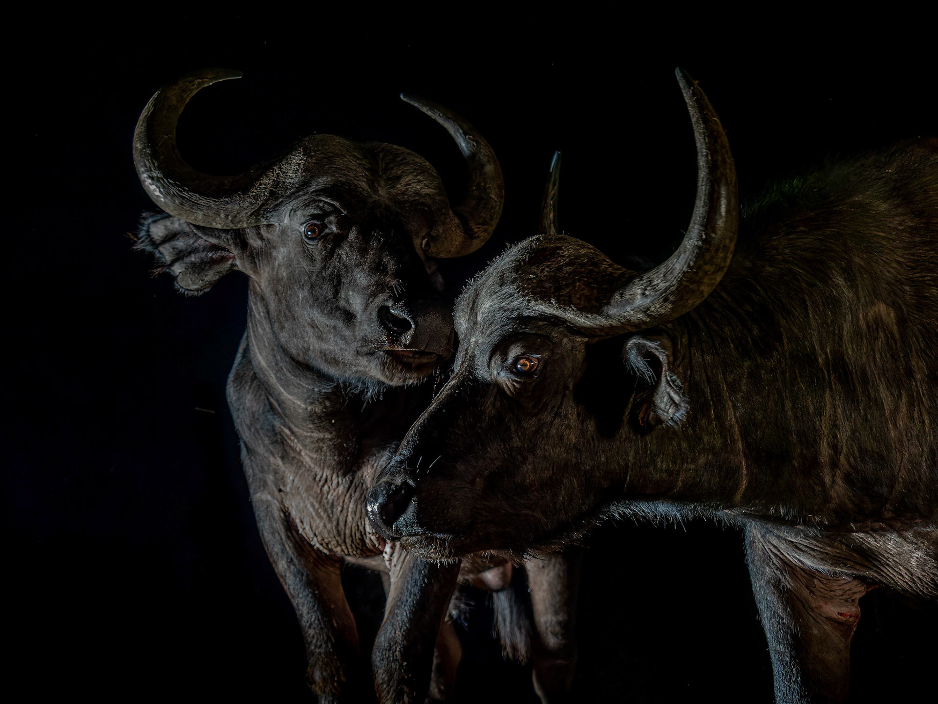 Cape Buffalo at night