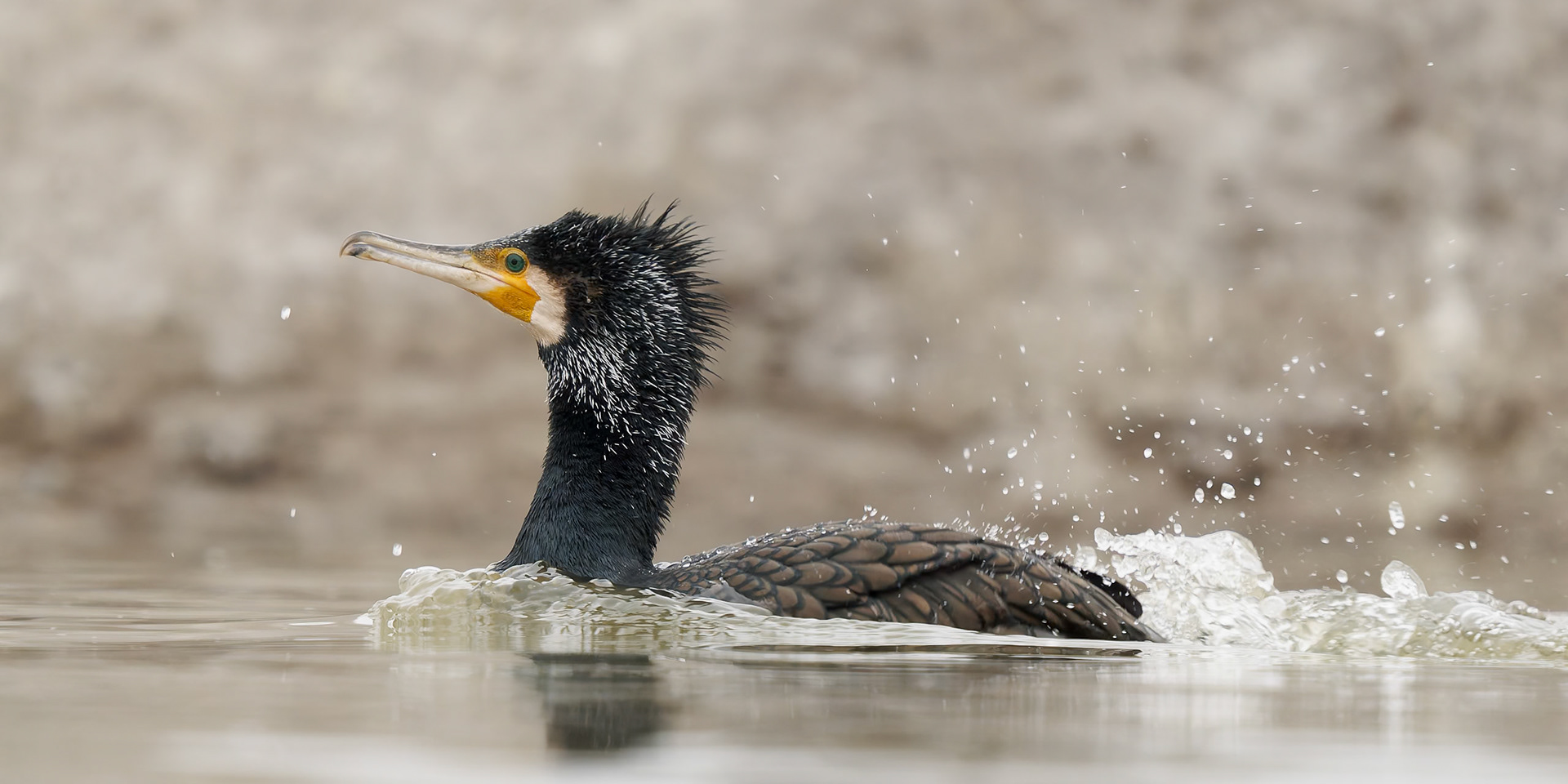 Cormorant