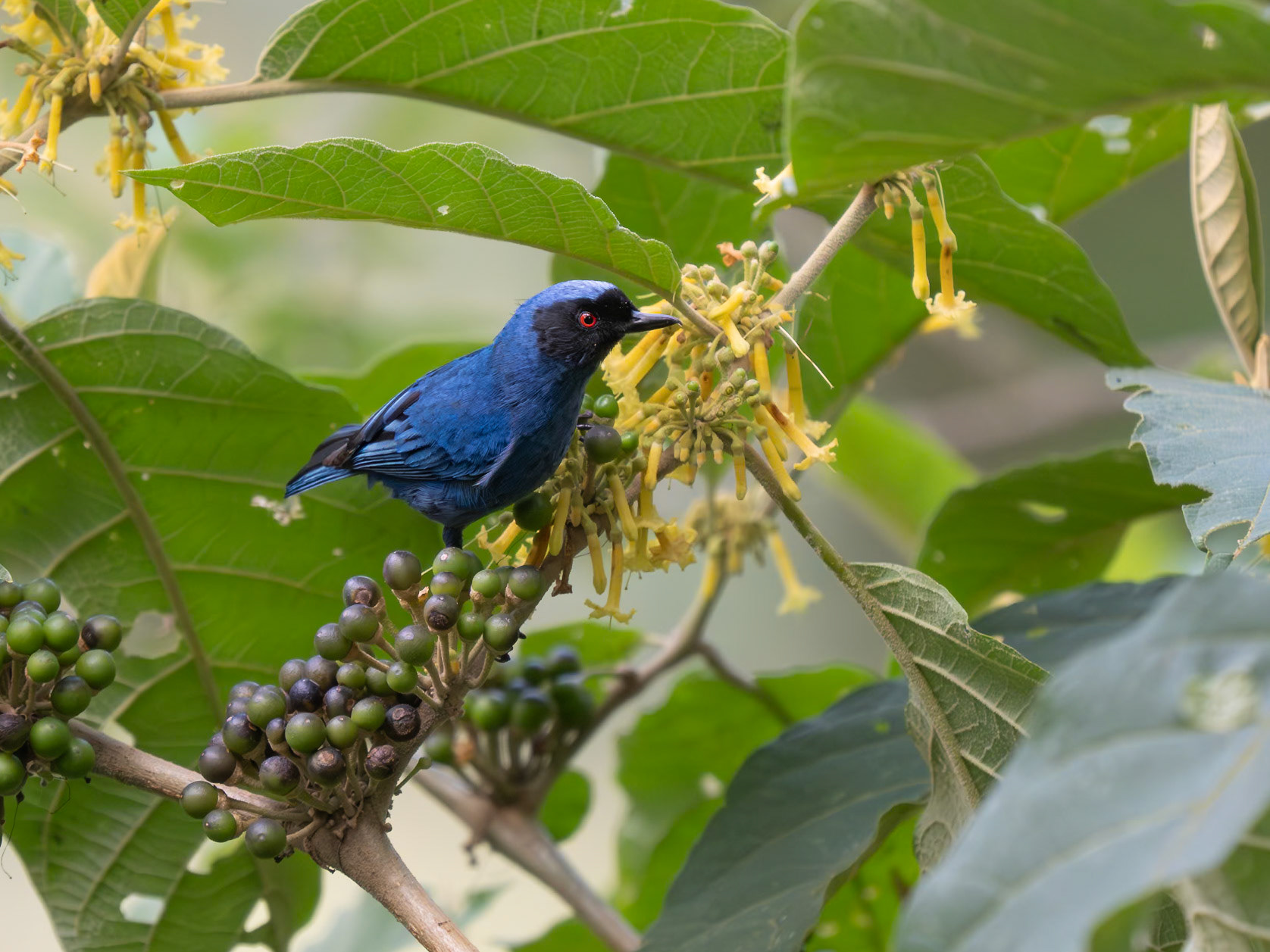 Masked Tanager