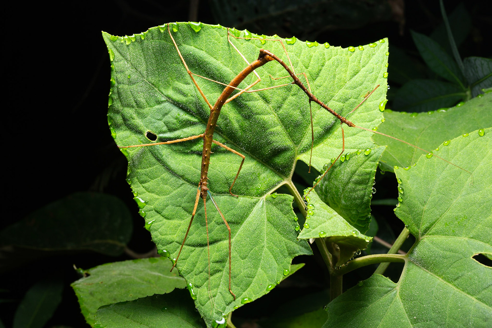Mating stick insects