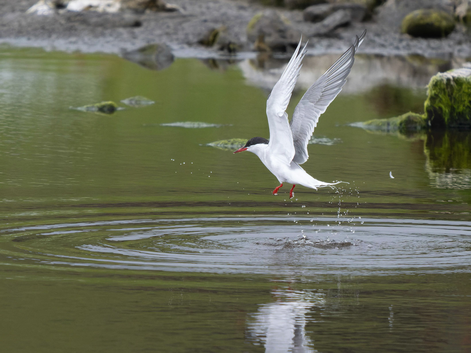 Arctic Tern