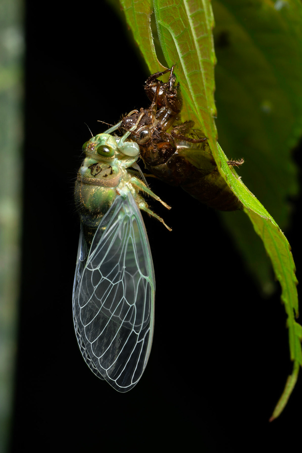 Cicada emerging from larva state at night