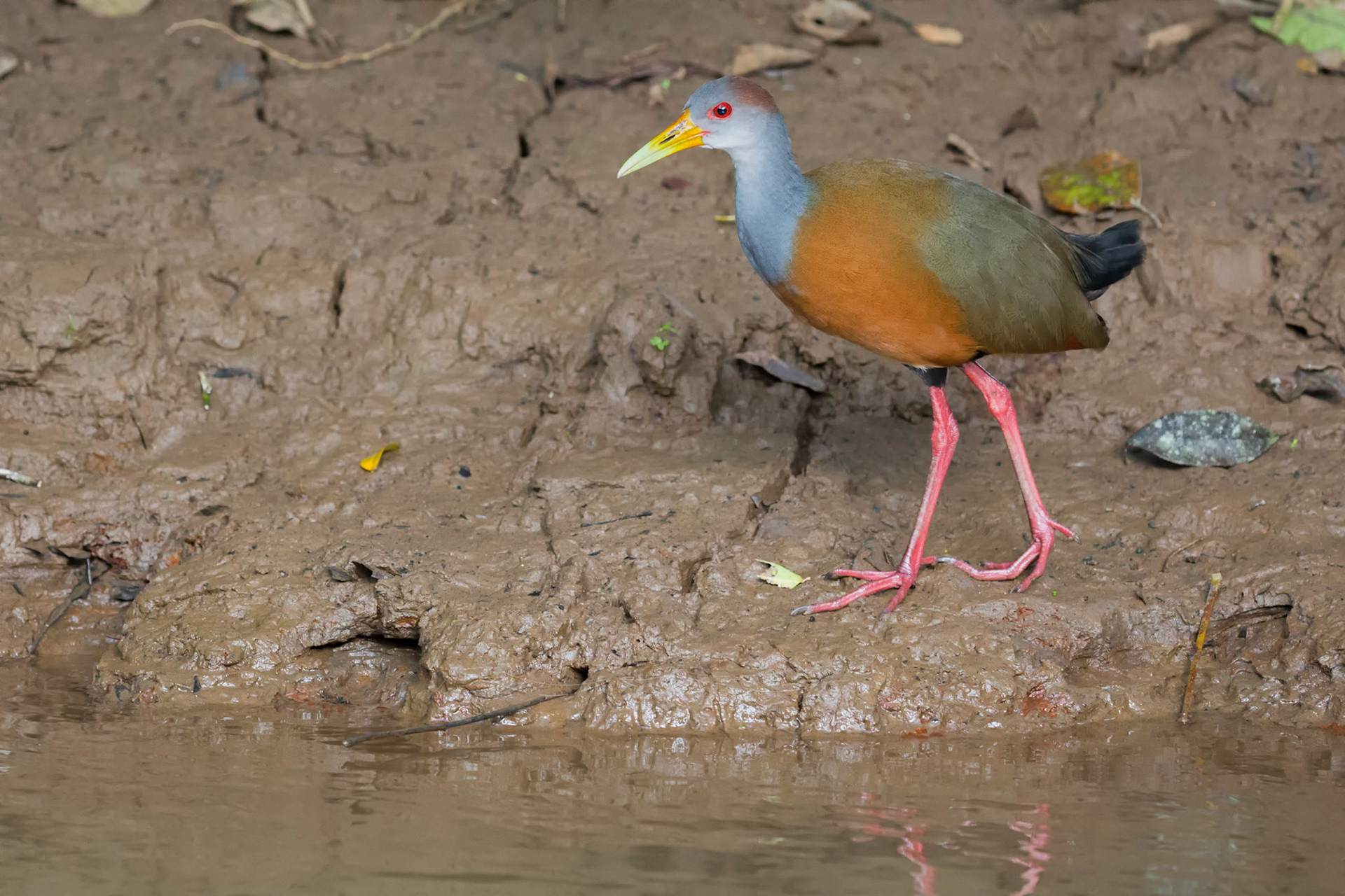 Grey necked Wood Rail