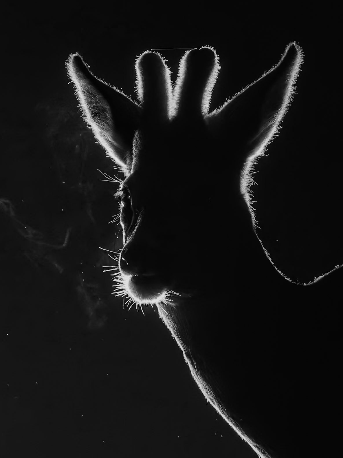 Roe Deeer backlit at night