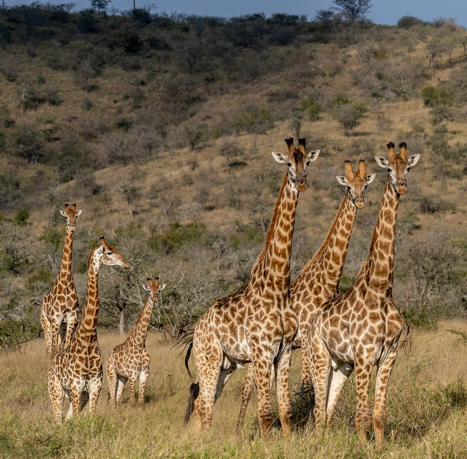 Southern Giraffes
