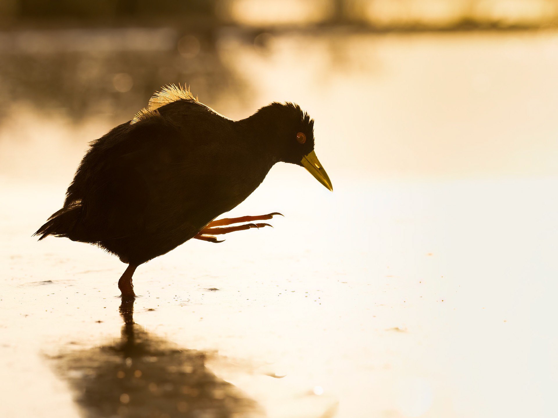 Black Crake at Sunrise