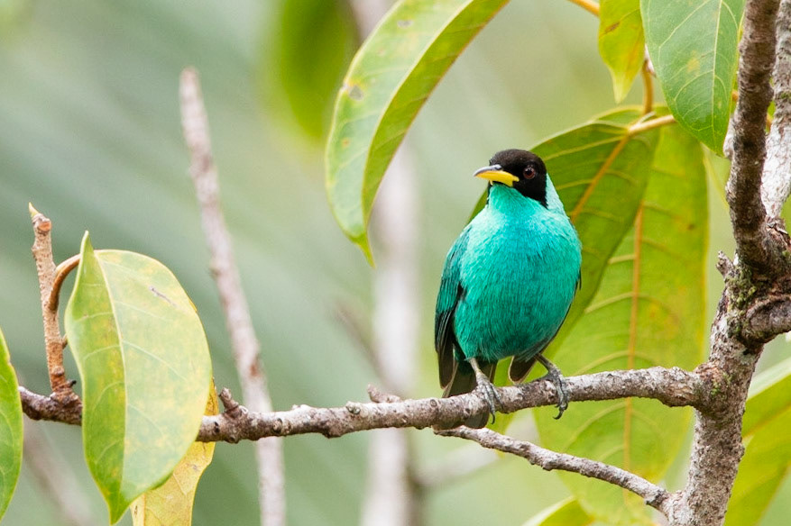 Green Honeycreeper (Chlorophanes spiza)