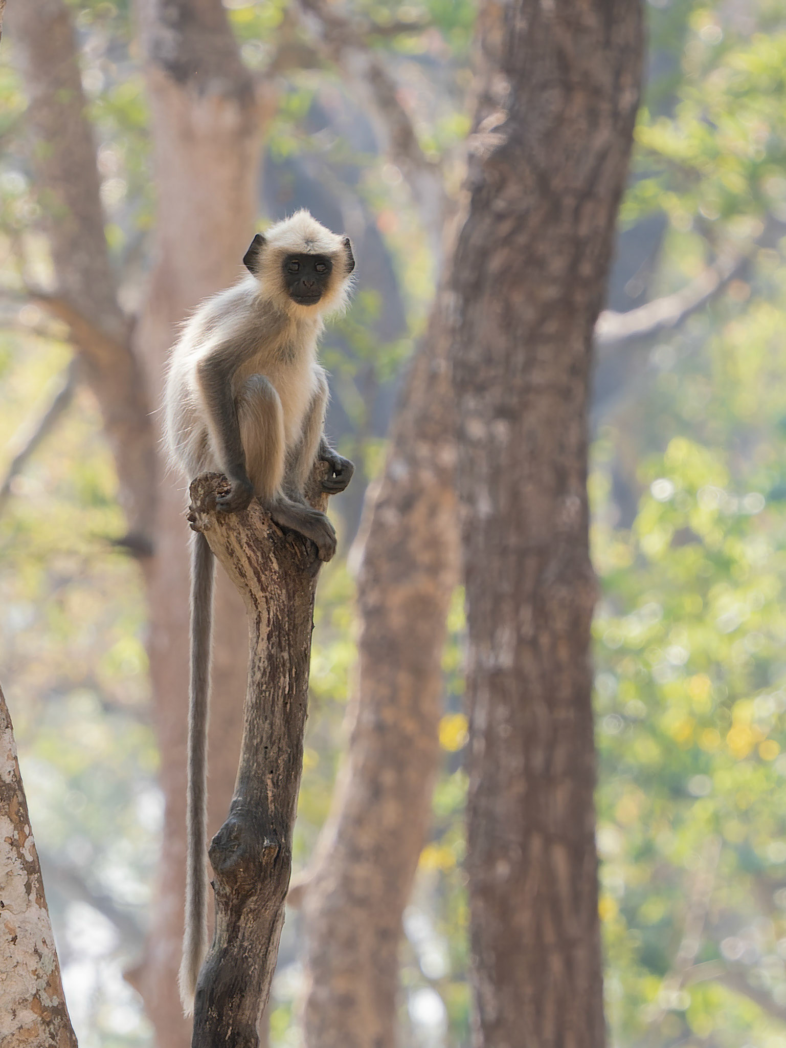 Young Gray Langur