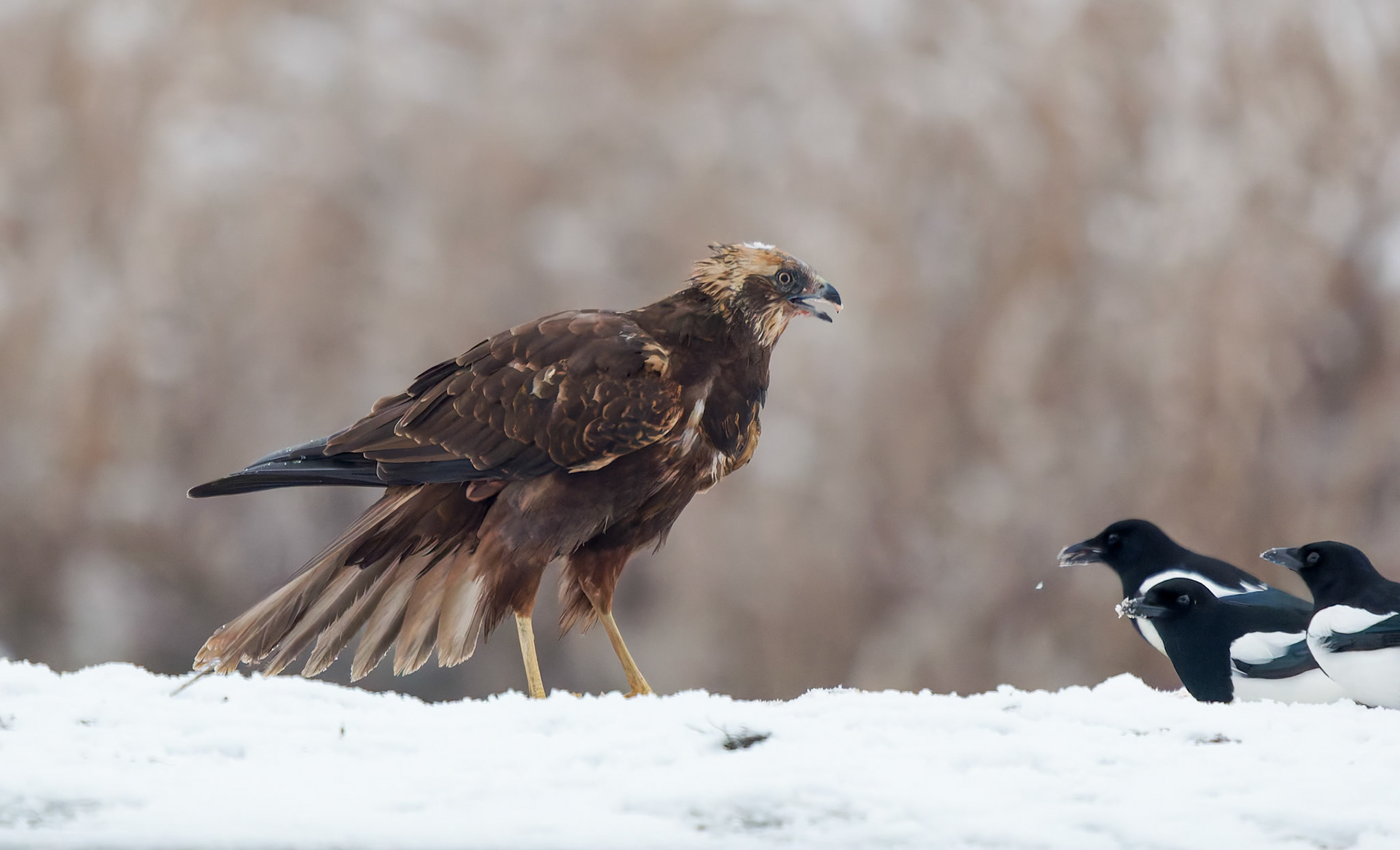 Western Marsh Harrier and Magpies