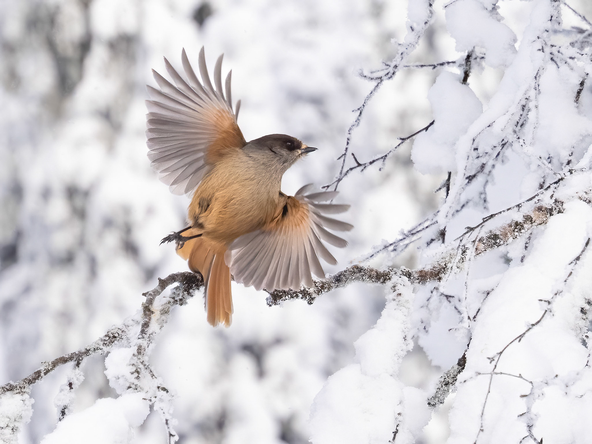 Siberian Jay