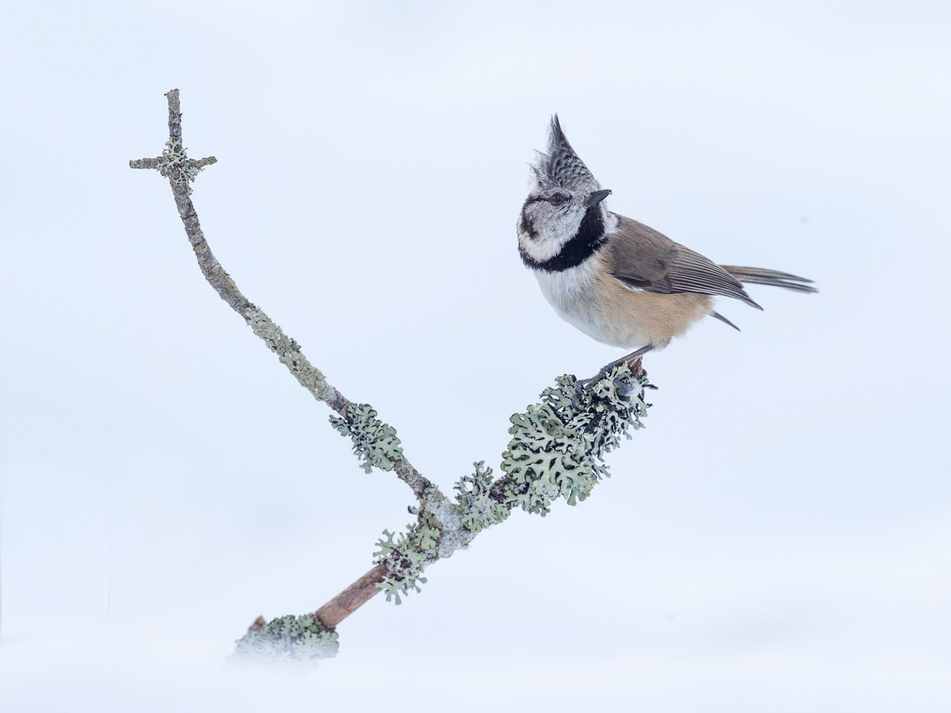 Crested Tit in snow