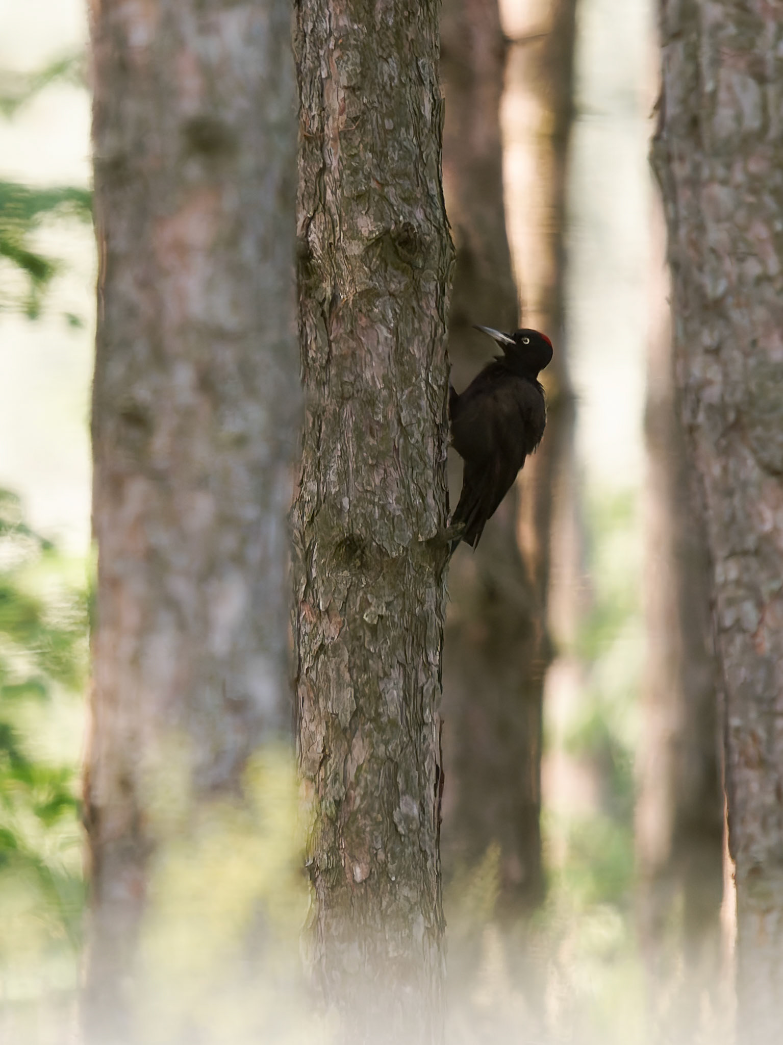 Black Woodpecker