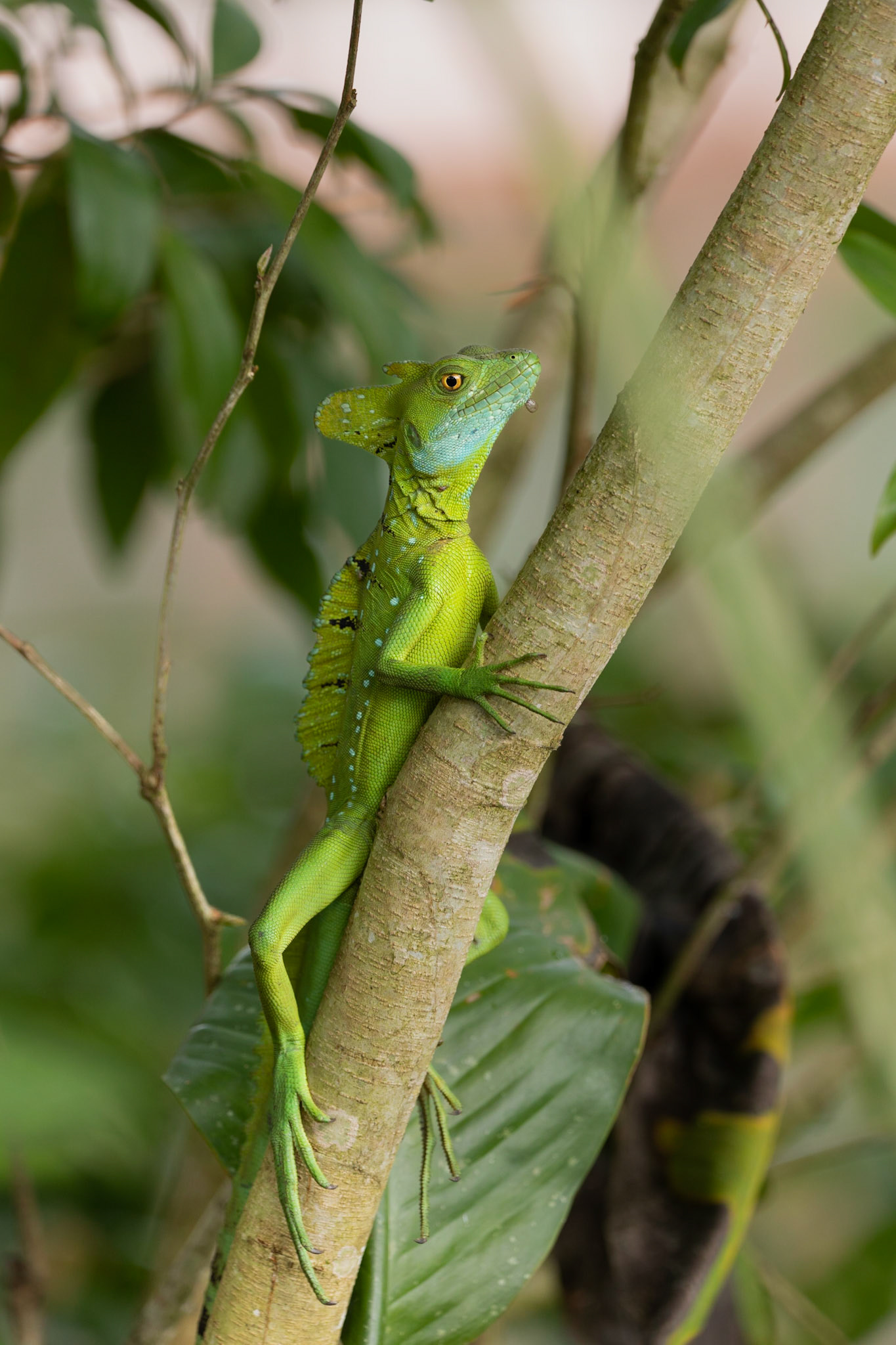 Basilisk Lizard aka Jesus Christ Lizard