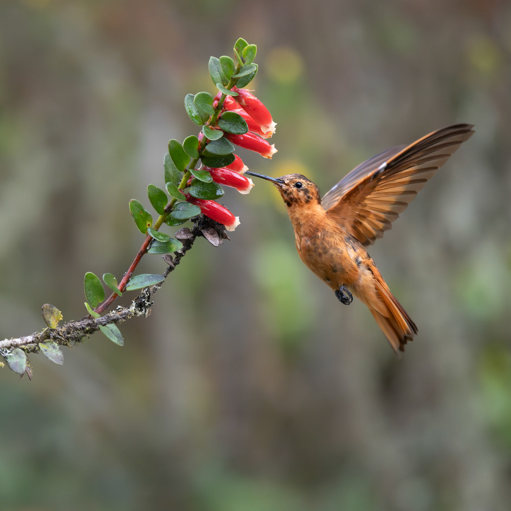 Shining Sunbeam Hummingbird feeding
