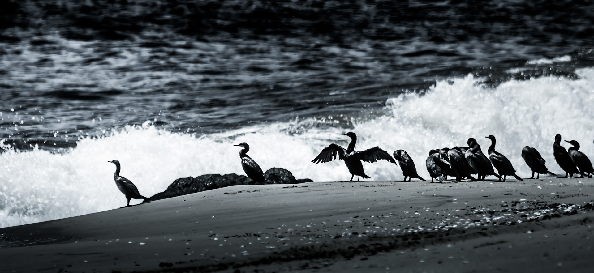 Cormorants