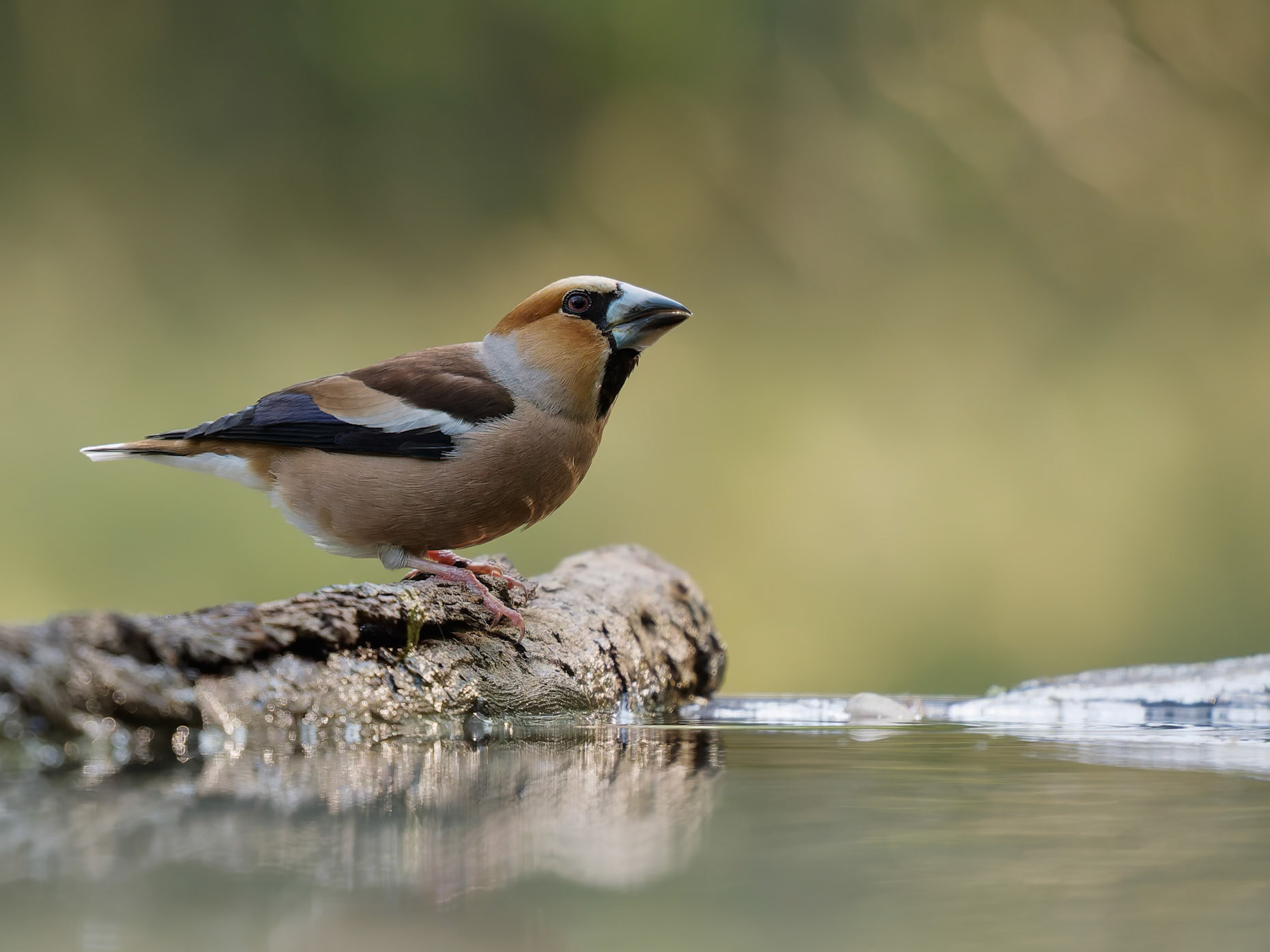 Male Hawfinch
