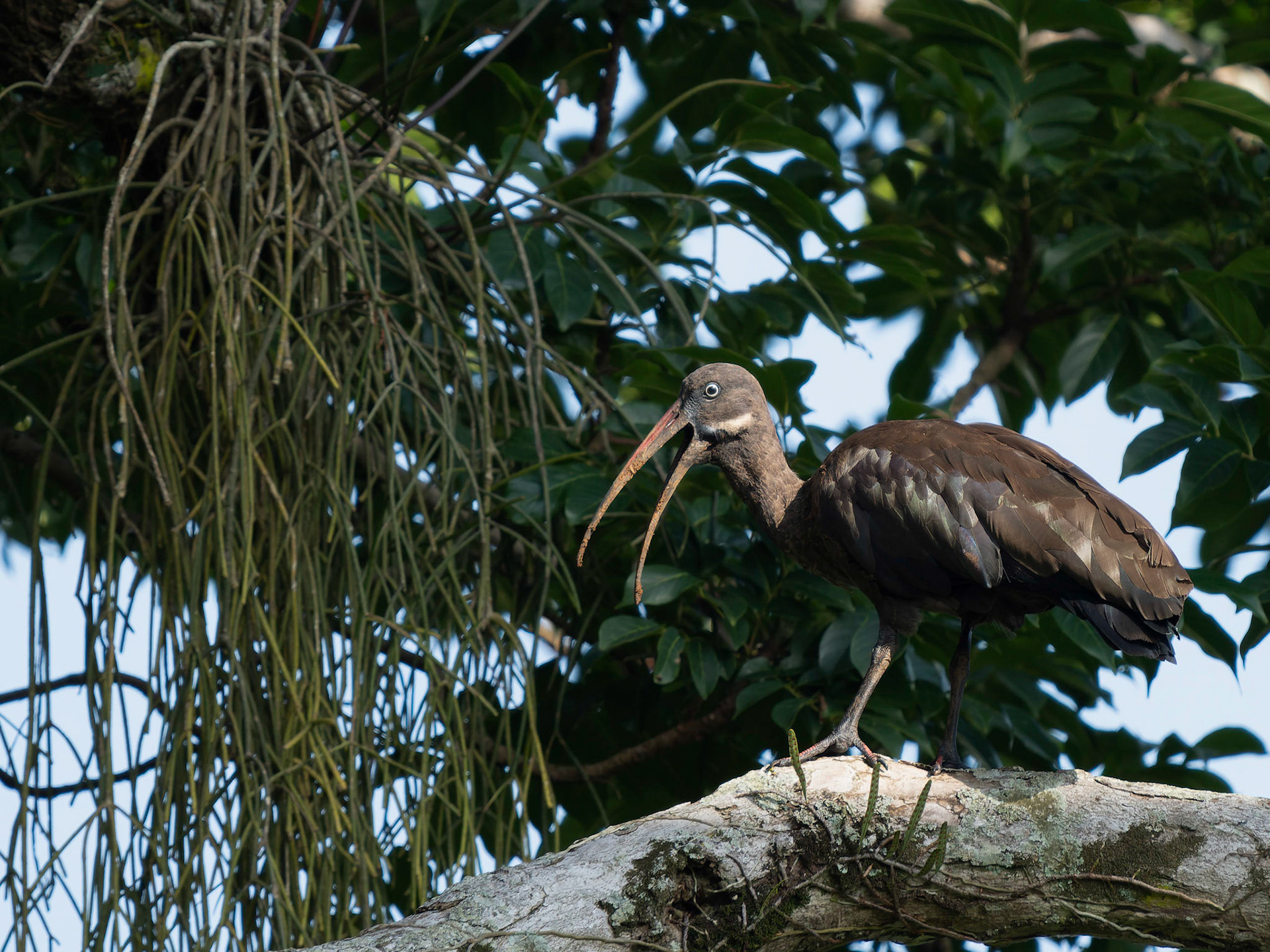 Hadada Ibis