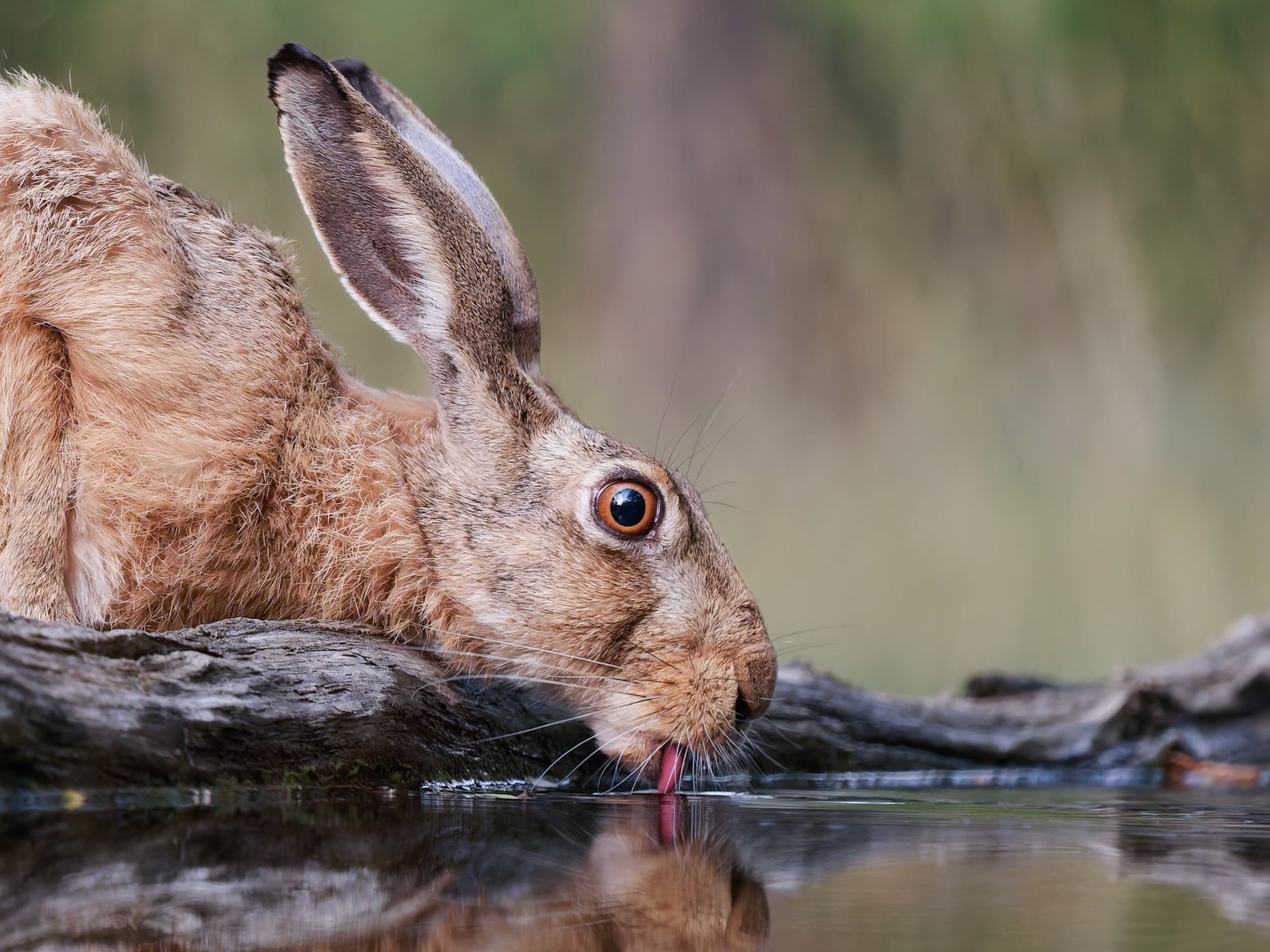 European Hare