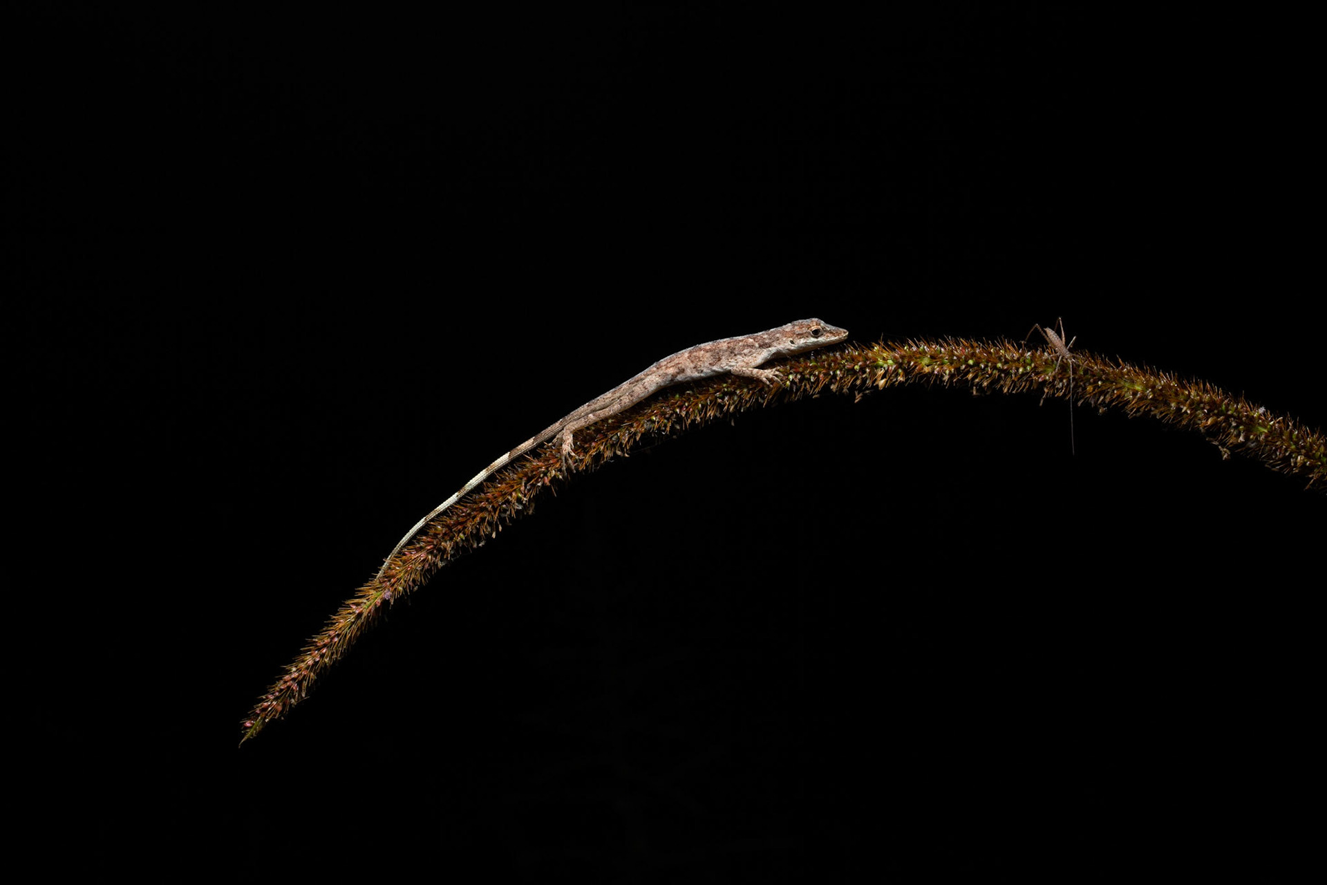 Slender Anole at night