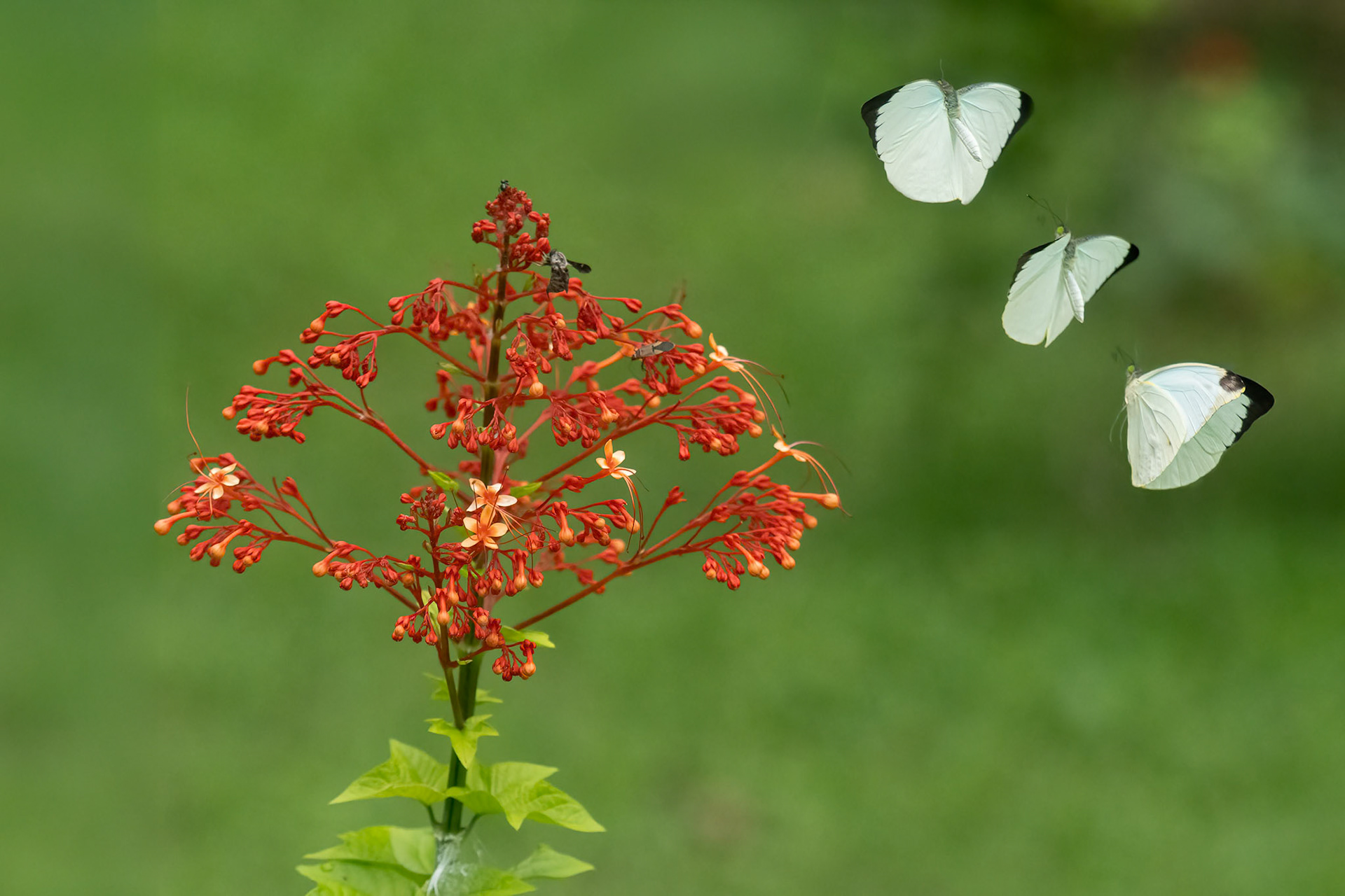 Round Winged Vagrant