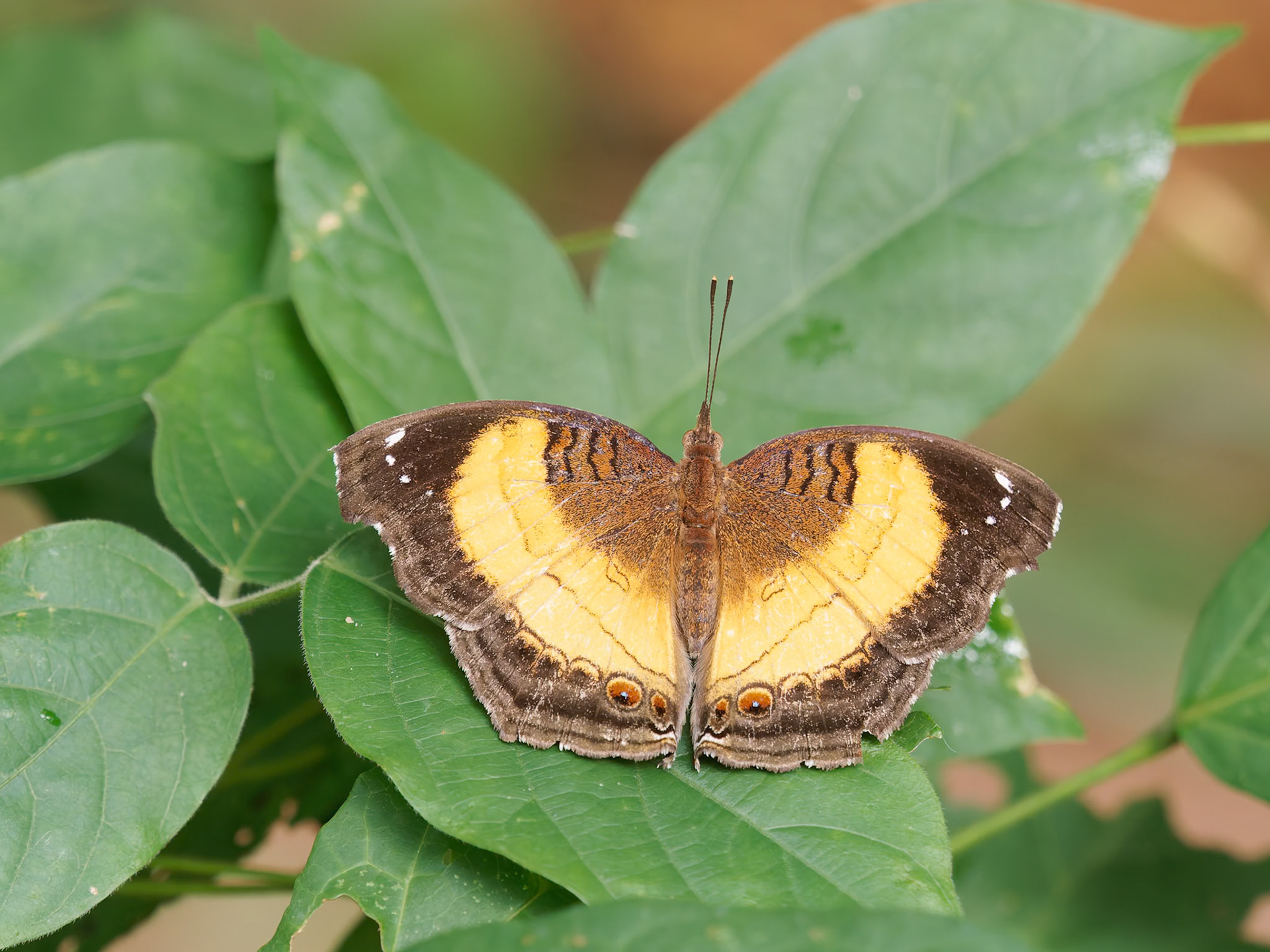 Soldier  Pansy,  Junonia terea, Ny,phalidae family