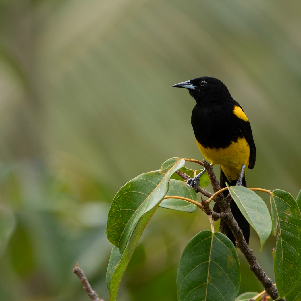 Black Cowled Oriole (Icterus prosthemelas)