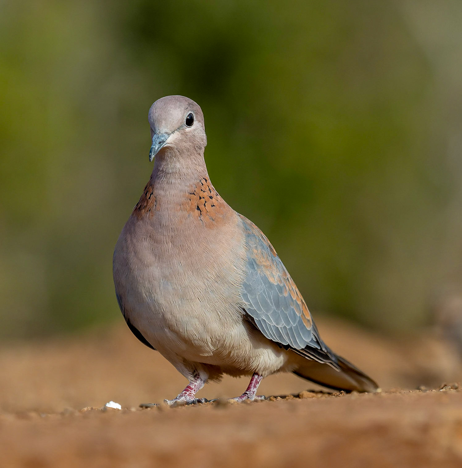 Laughing Dove