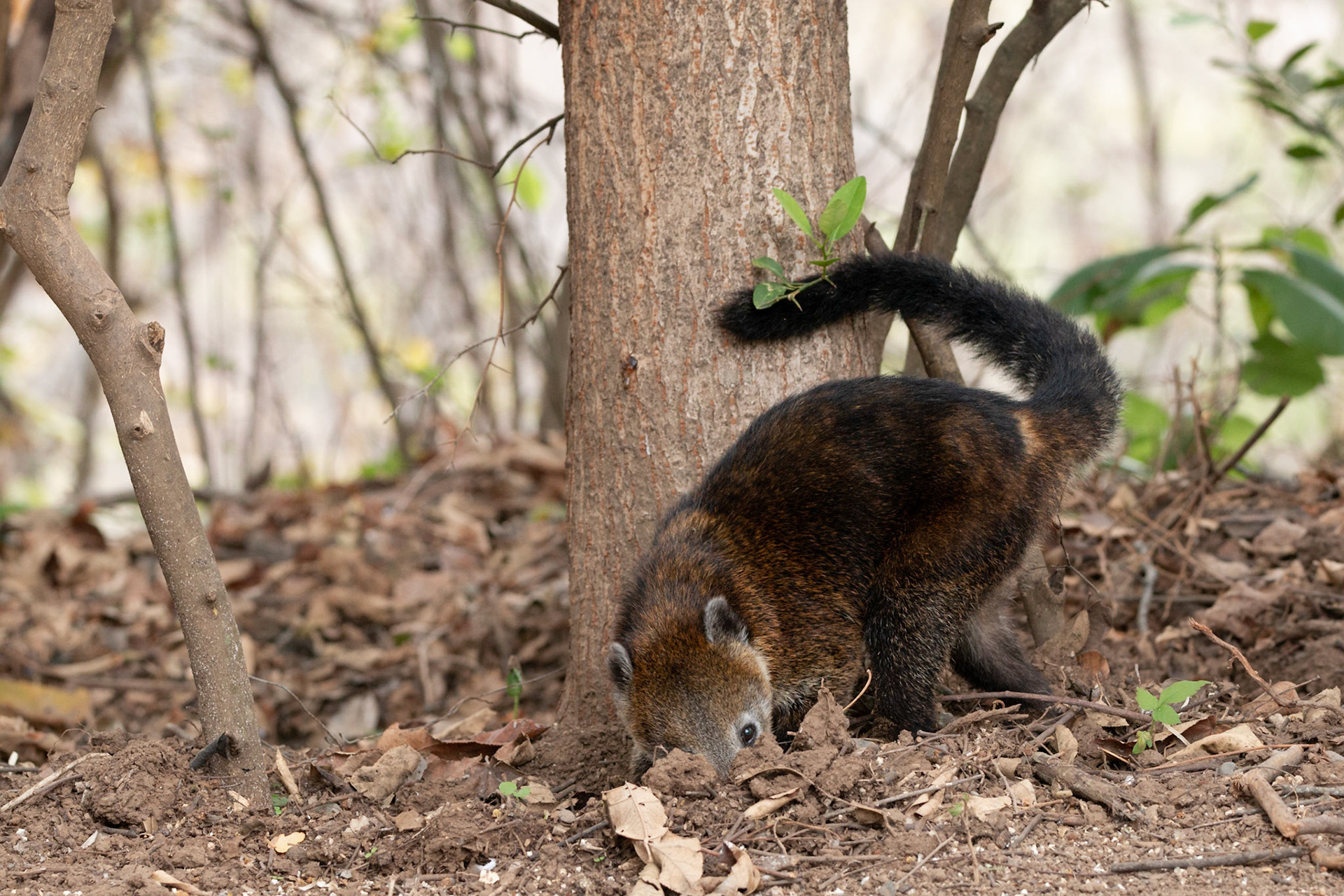 Coati digging looking for food
