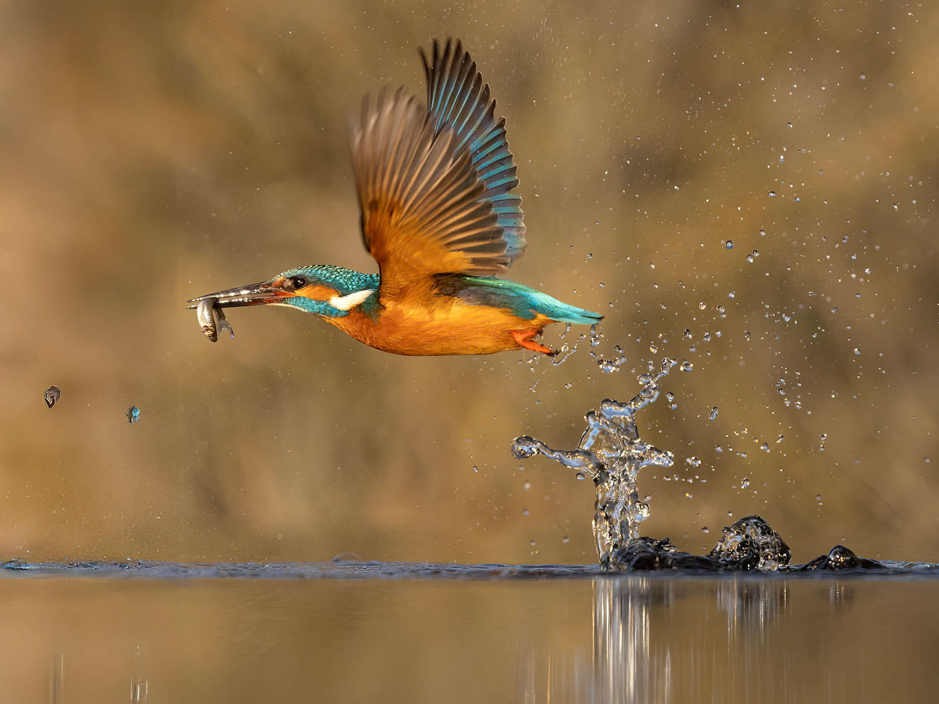 Common Kingfisher