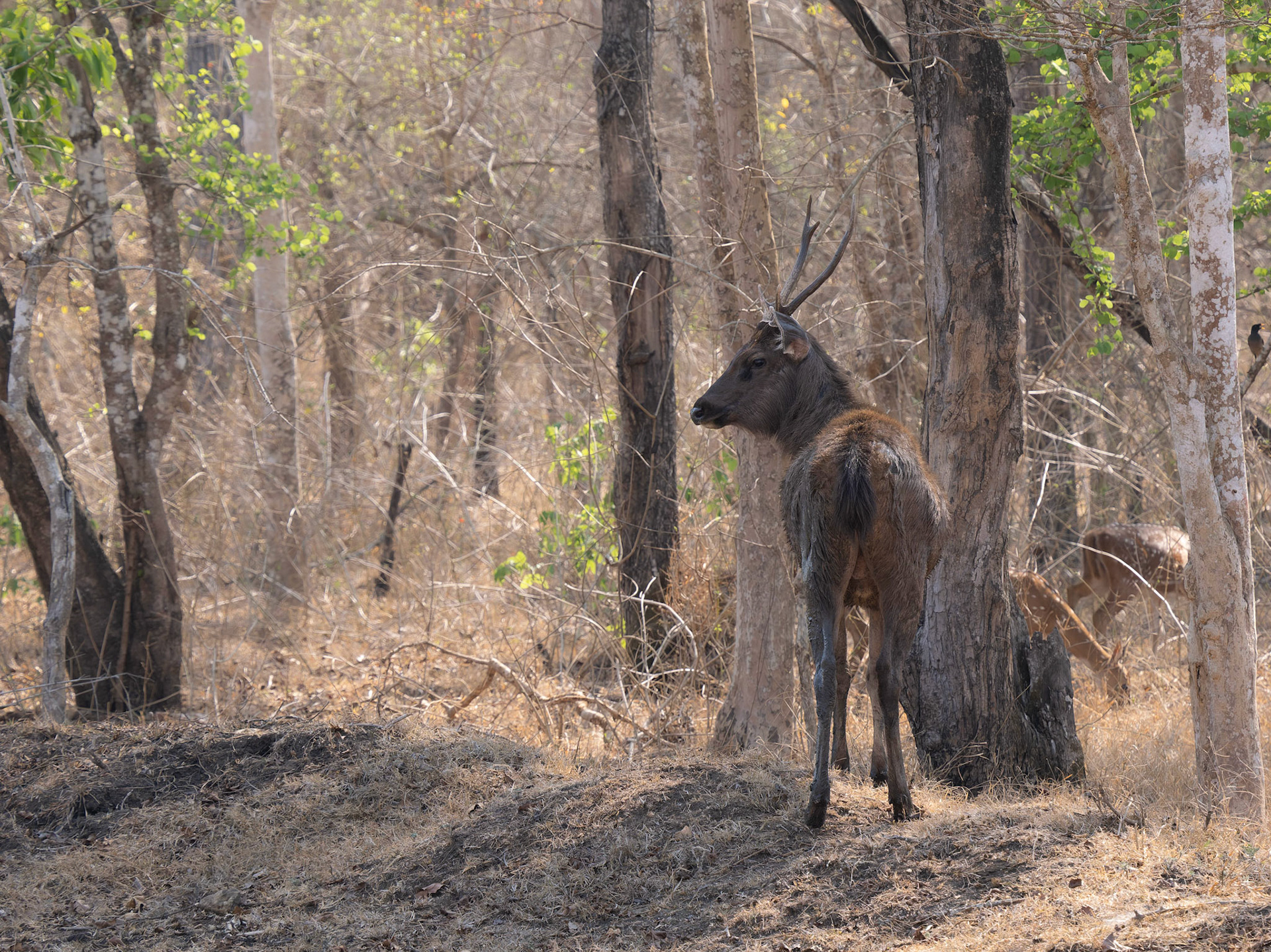Sambar Deer