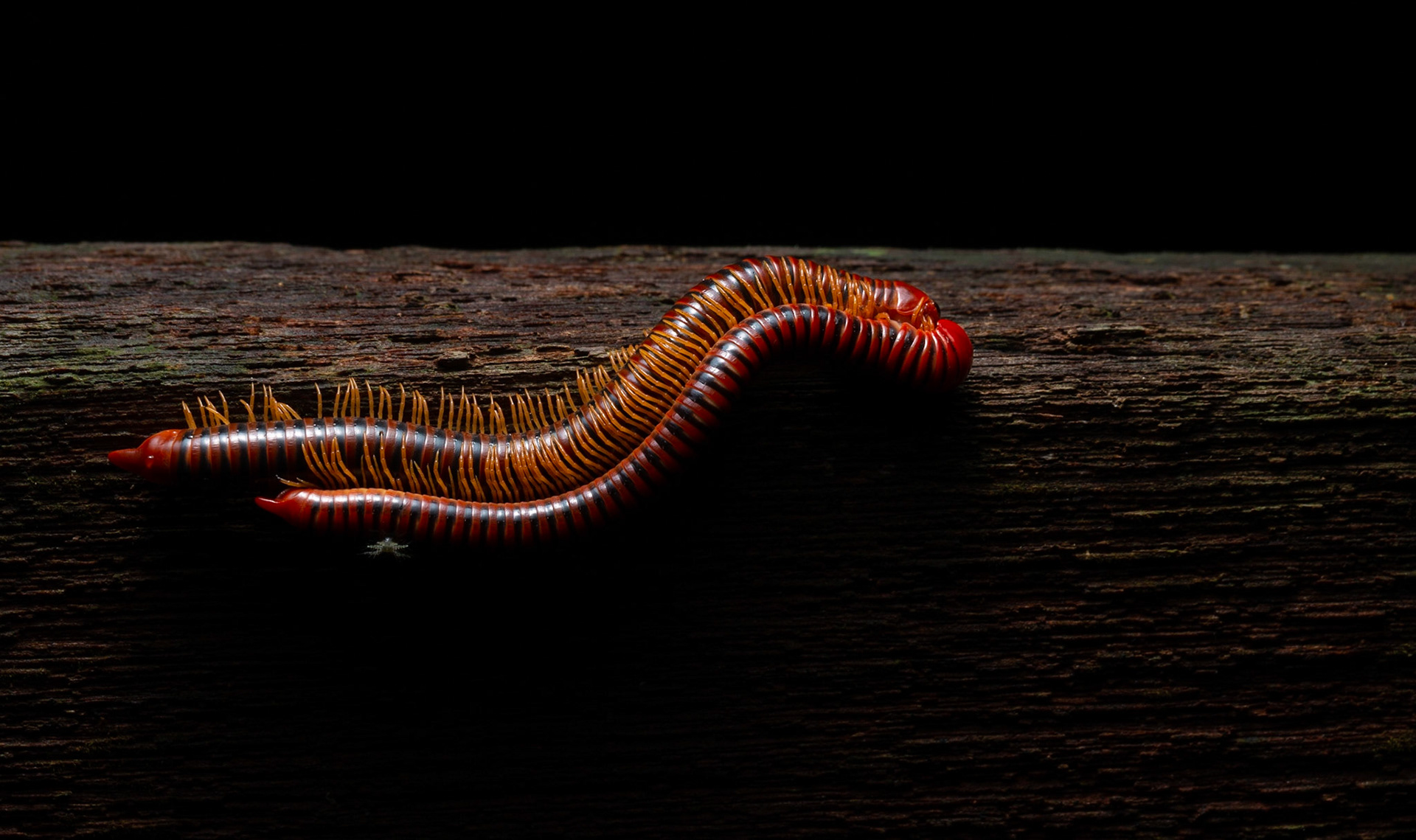 Two mating millipedes