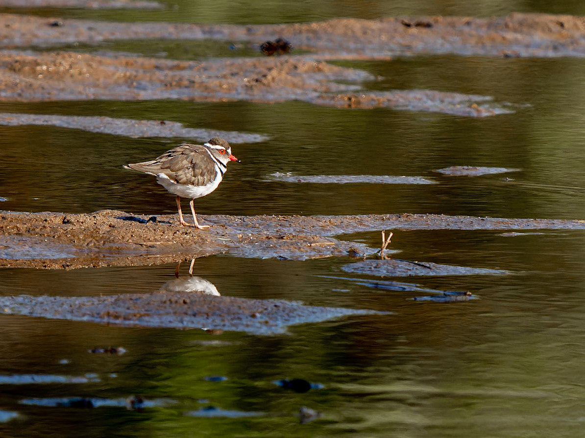 Three banded Plover