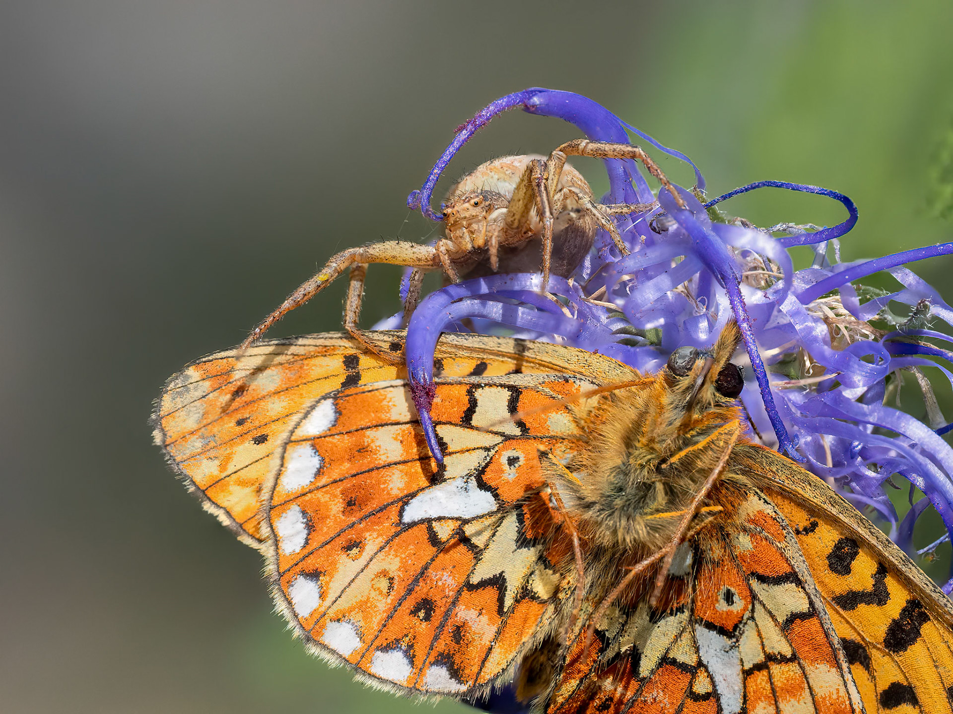 Spider with butterfly prey