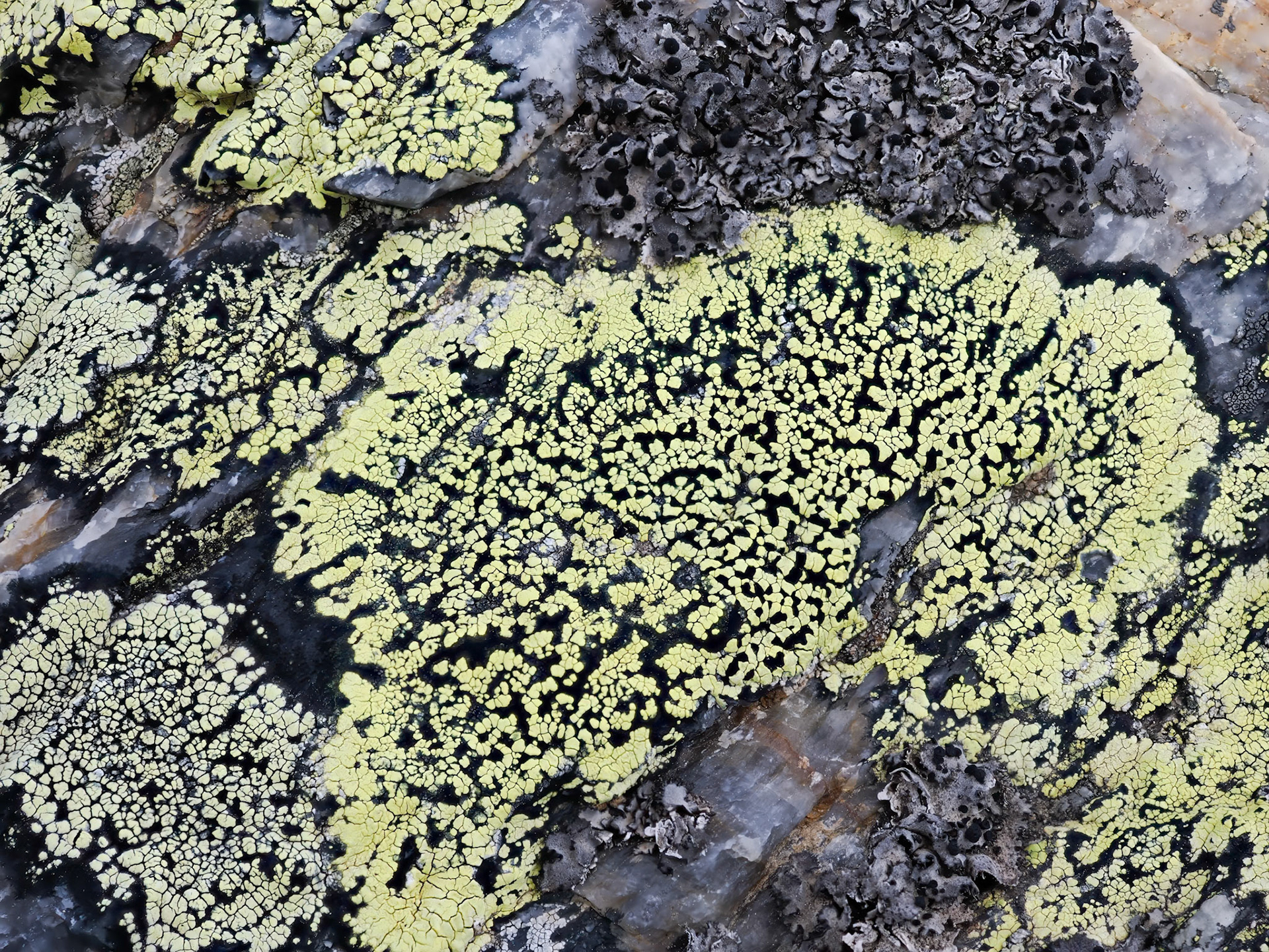 Lichen