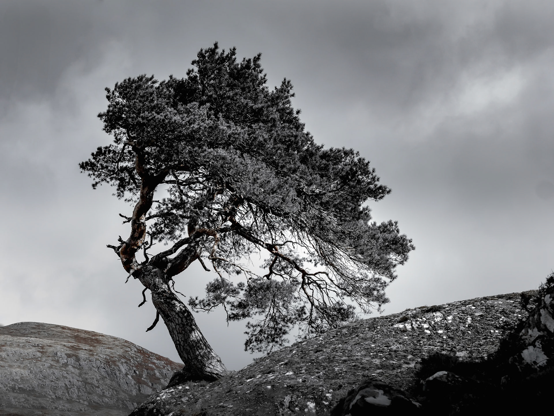 Tree in Strathfarrah