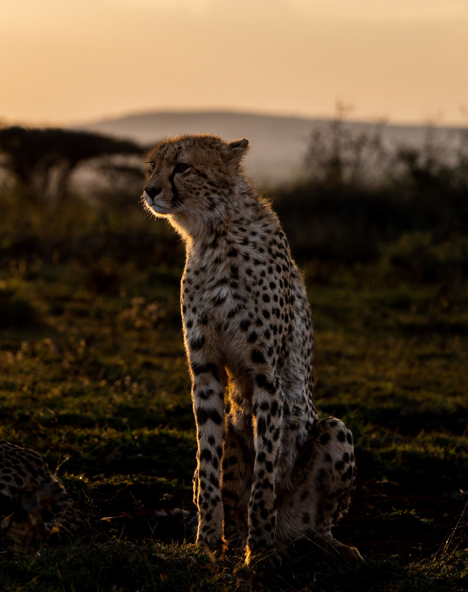 Cheetah at Sunset