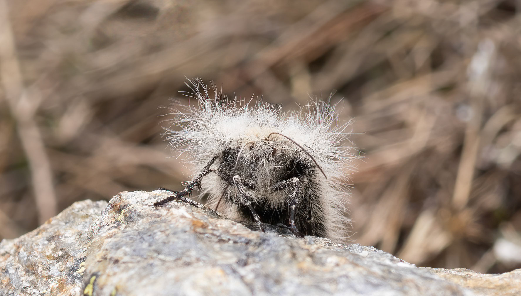 Lycia Alpina Moth - Flightless Moth at altitude