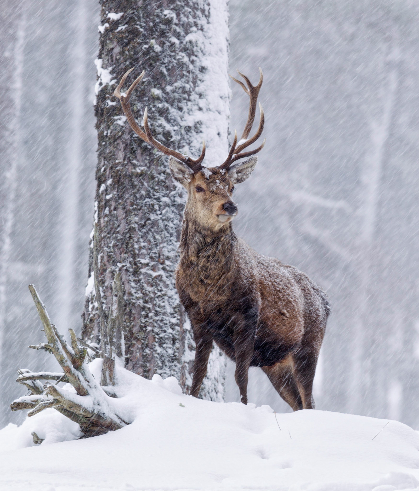 Red Deer Stag